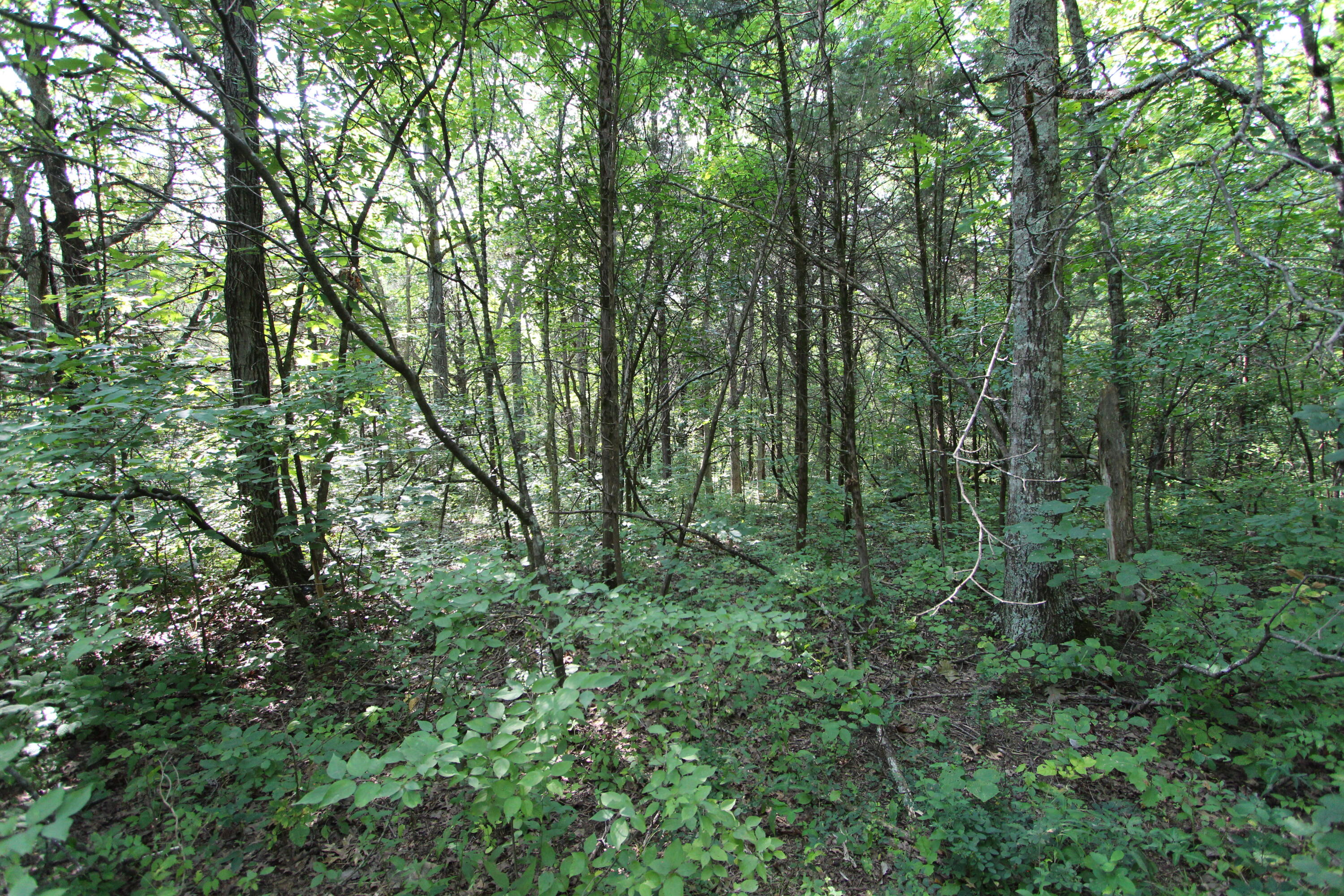 295 Saint Johns Road Property Photo 27