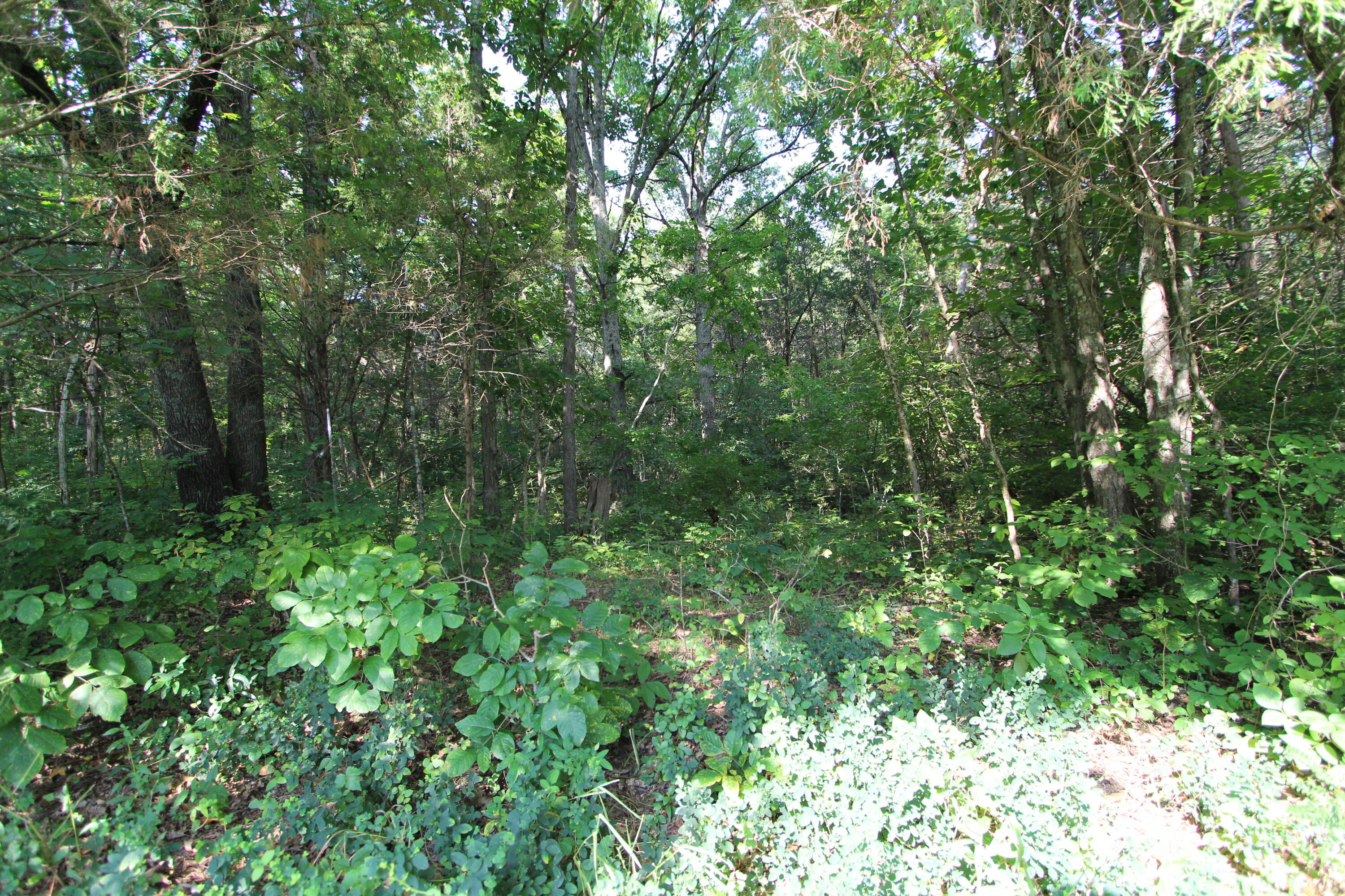 295 Saint Johns Road Property Photo 32