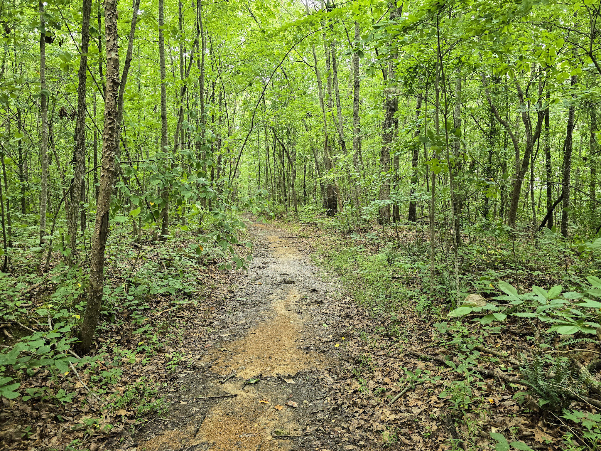 547 Trace Fork Road Property Photo 53