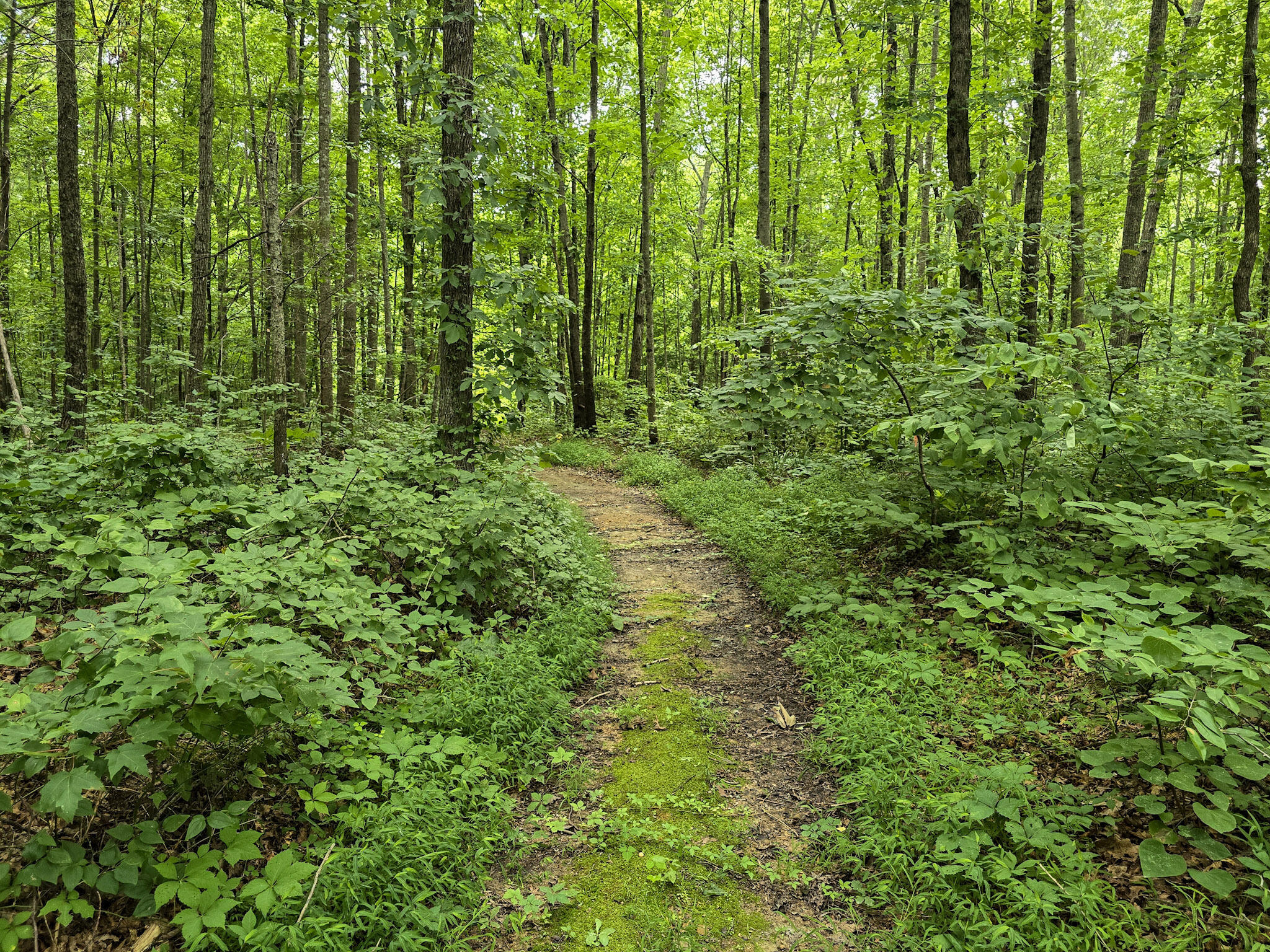 547 Trace Fork Road Property Photo 54