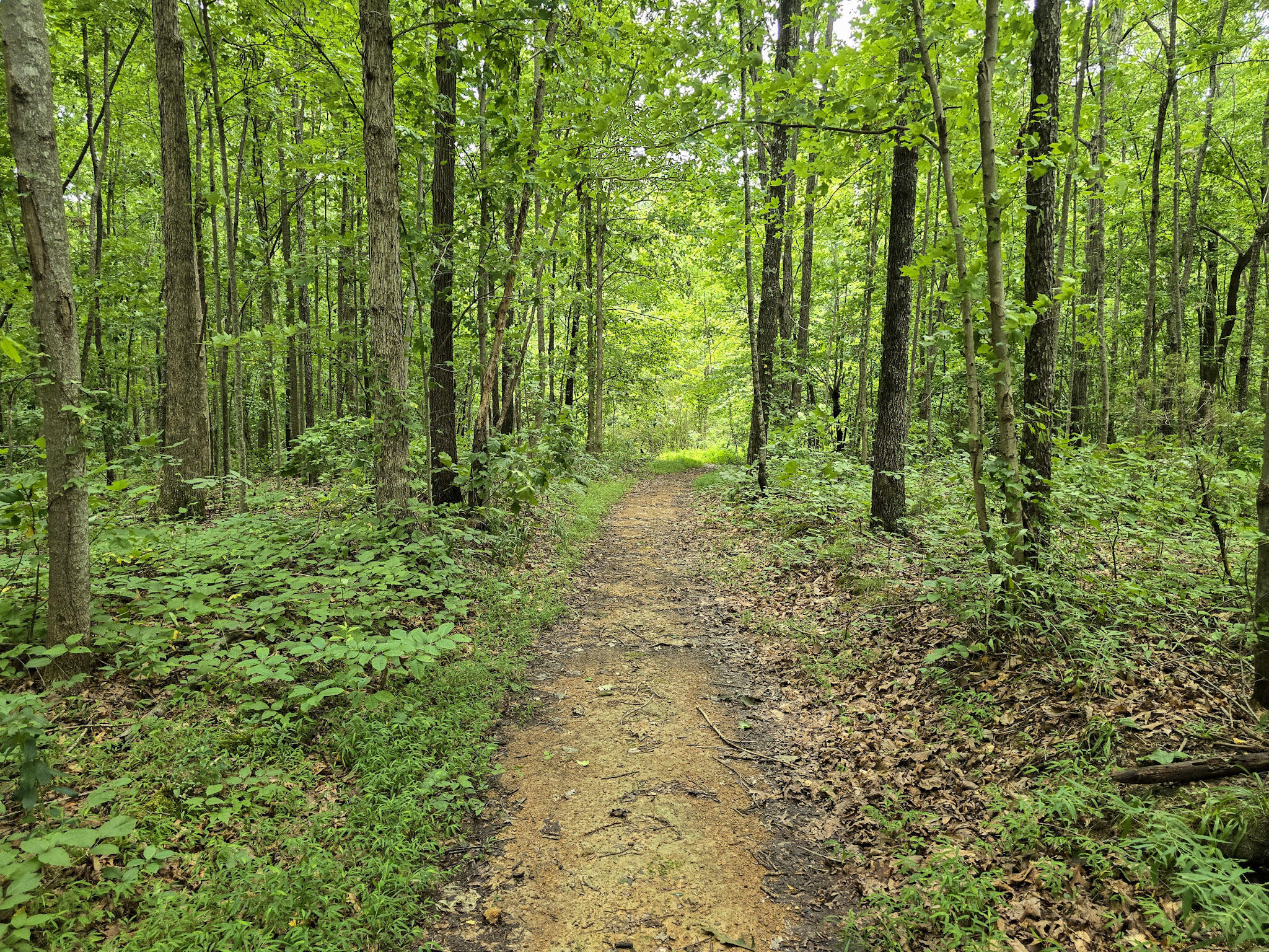 547 Trace Fork Road Property Photo 55