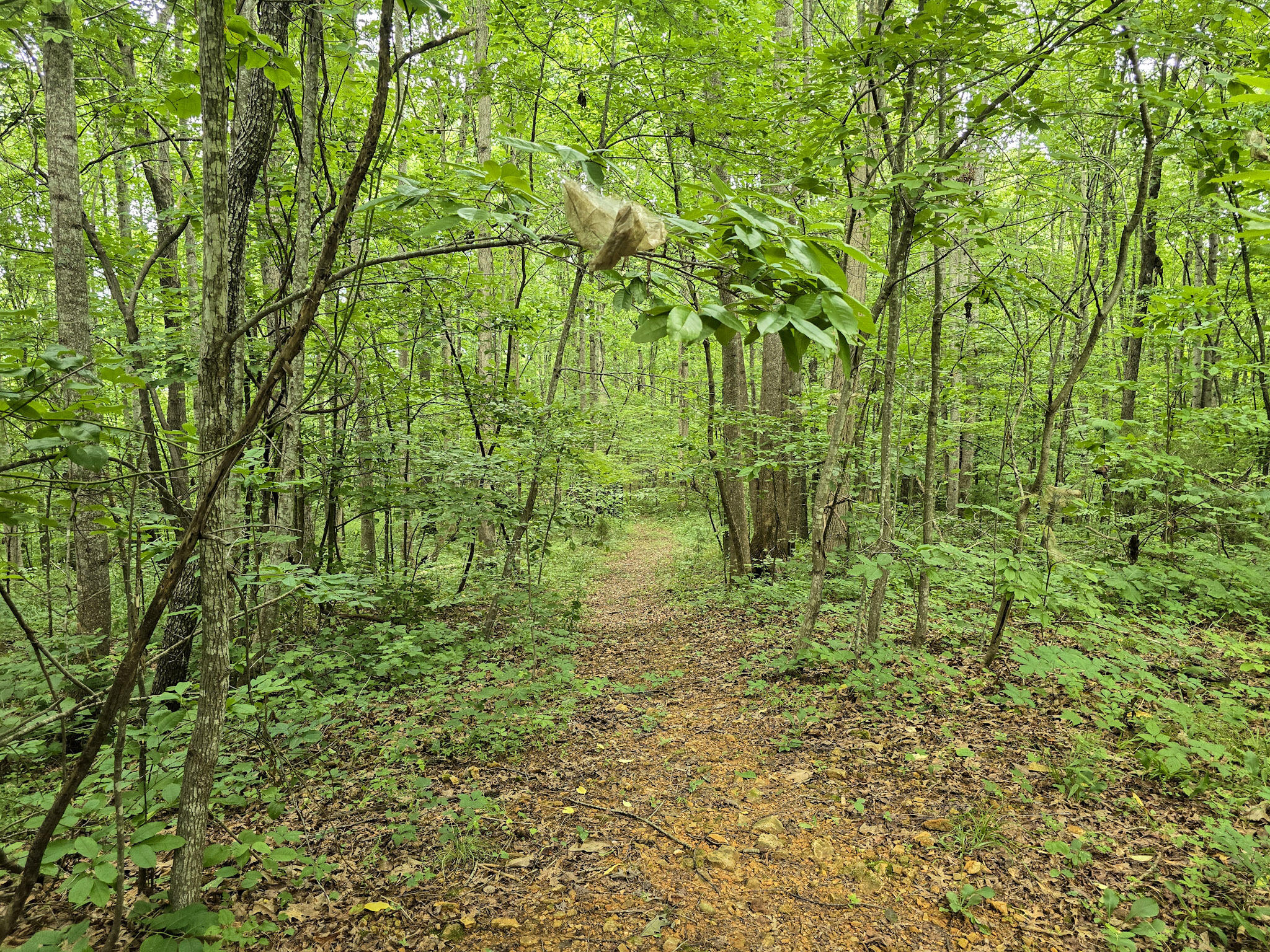 547 Trace Fork Road Property Photo 57