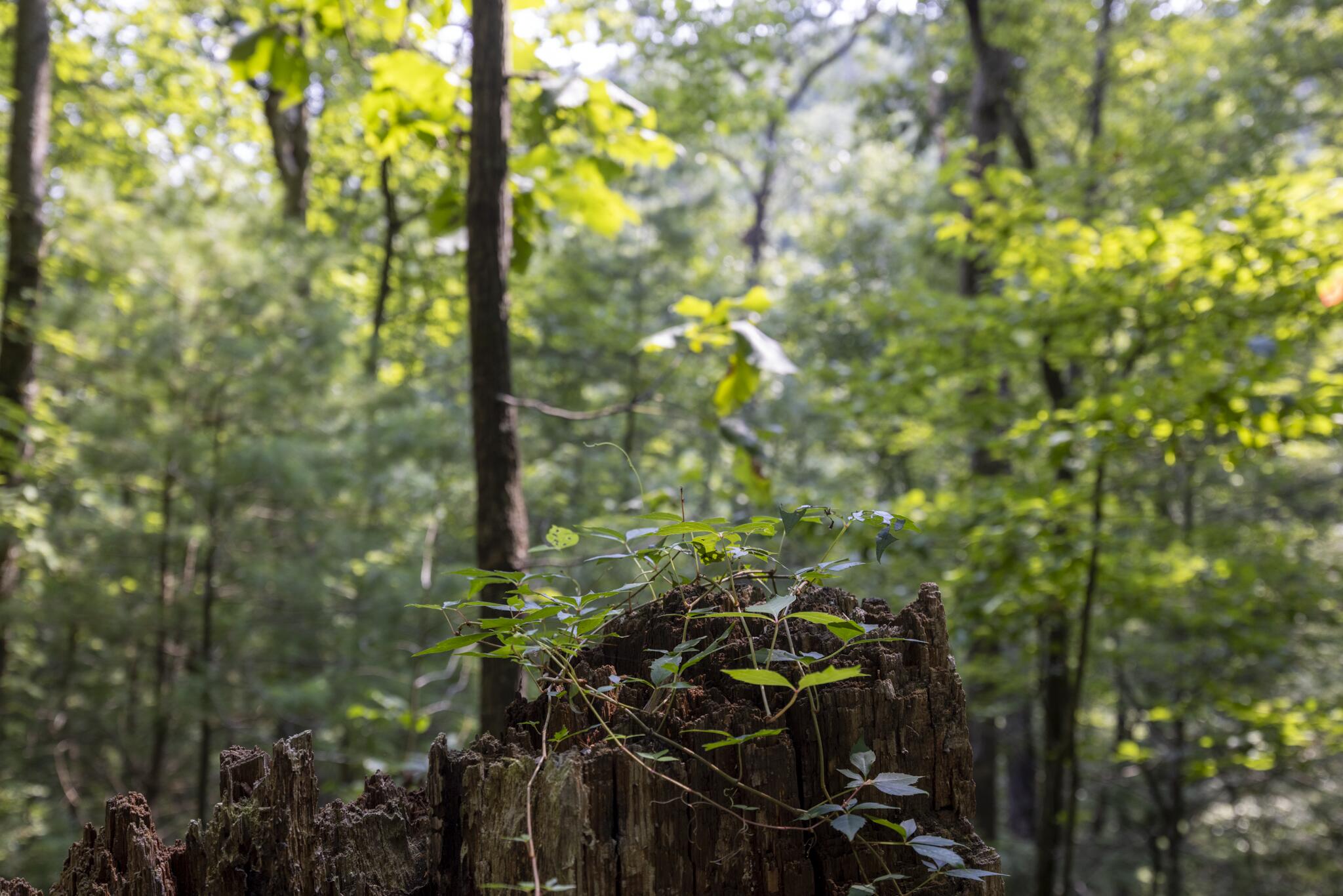Lot 2 Cave Hollow Road Property Photo 2