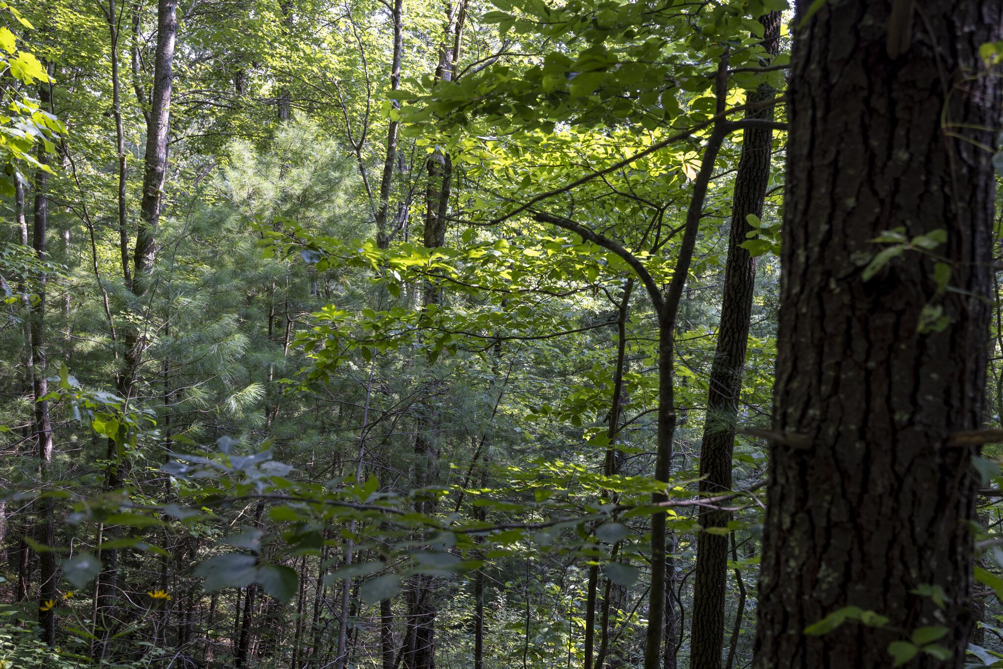 Lot 2 Cave Hollow Road Property Photo 3