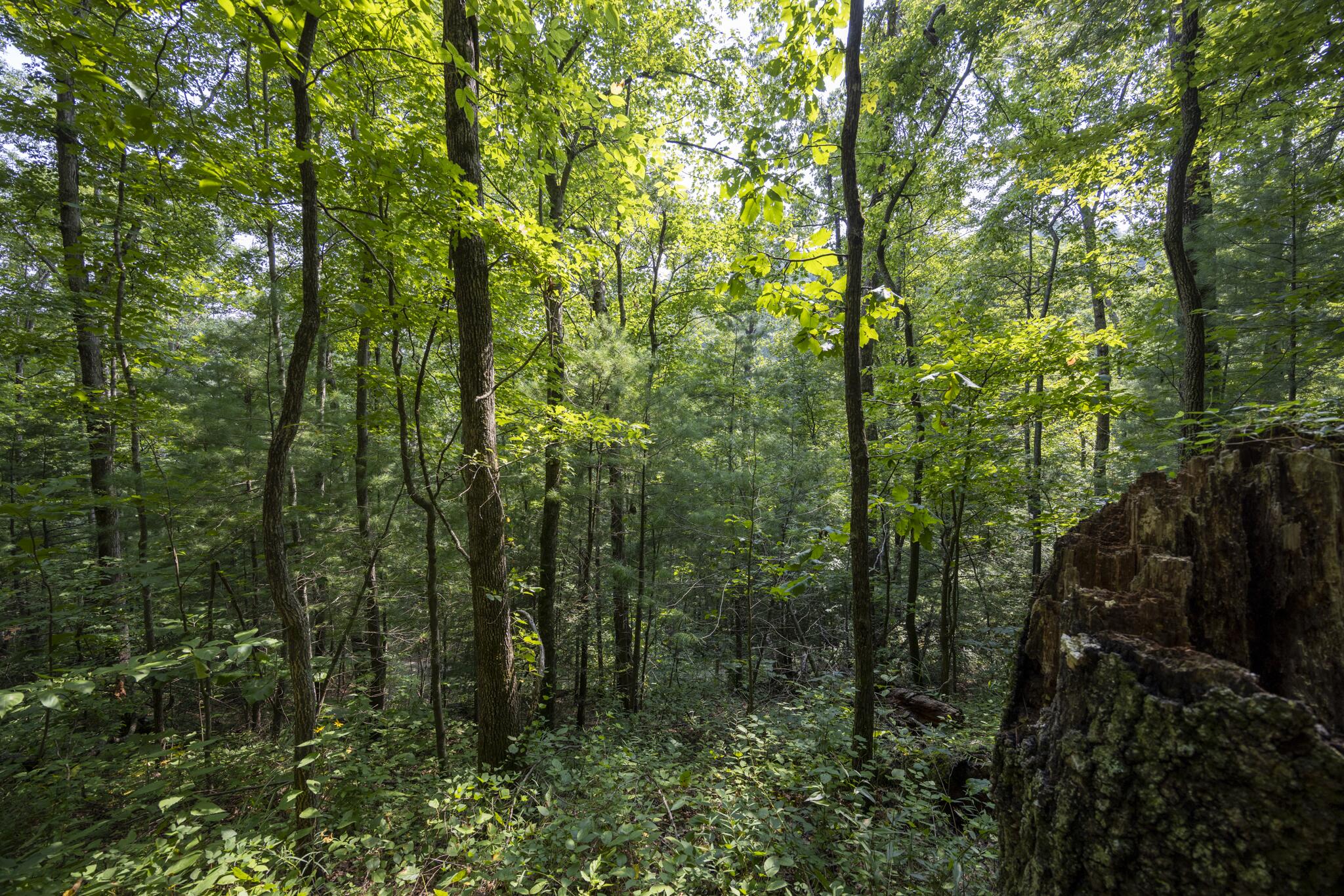 Lot 2 Cave Hollow Road Property Photo 4