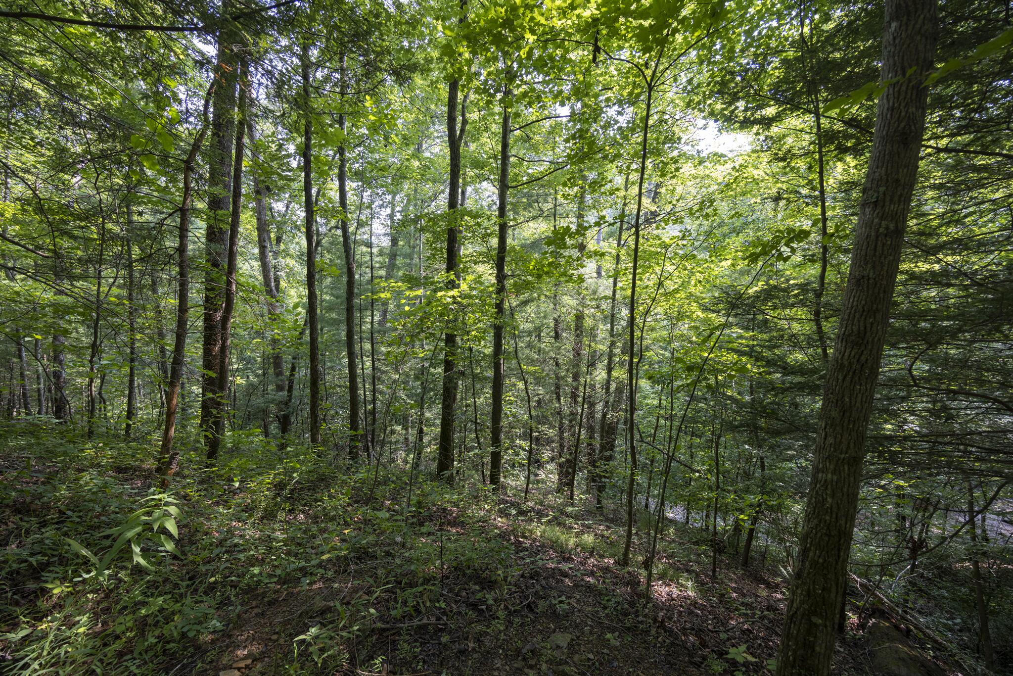 Lot 2 Cave Hollow Road Property Photo 13
