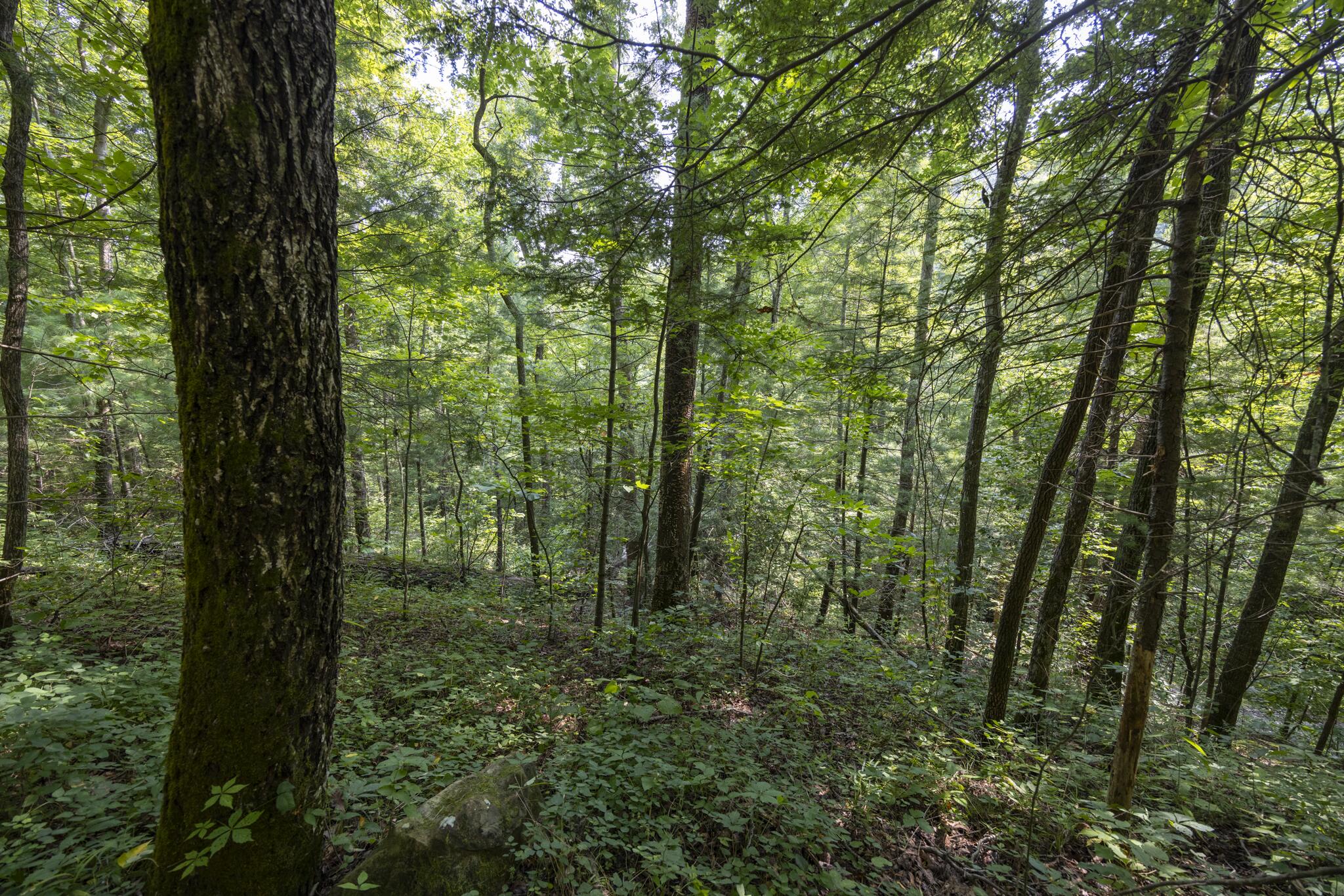 Lot 2 Cave Hollow Road Property Photo 14