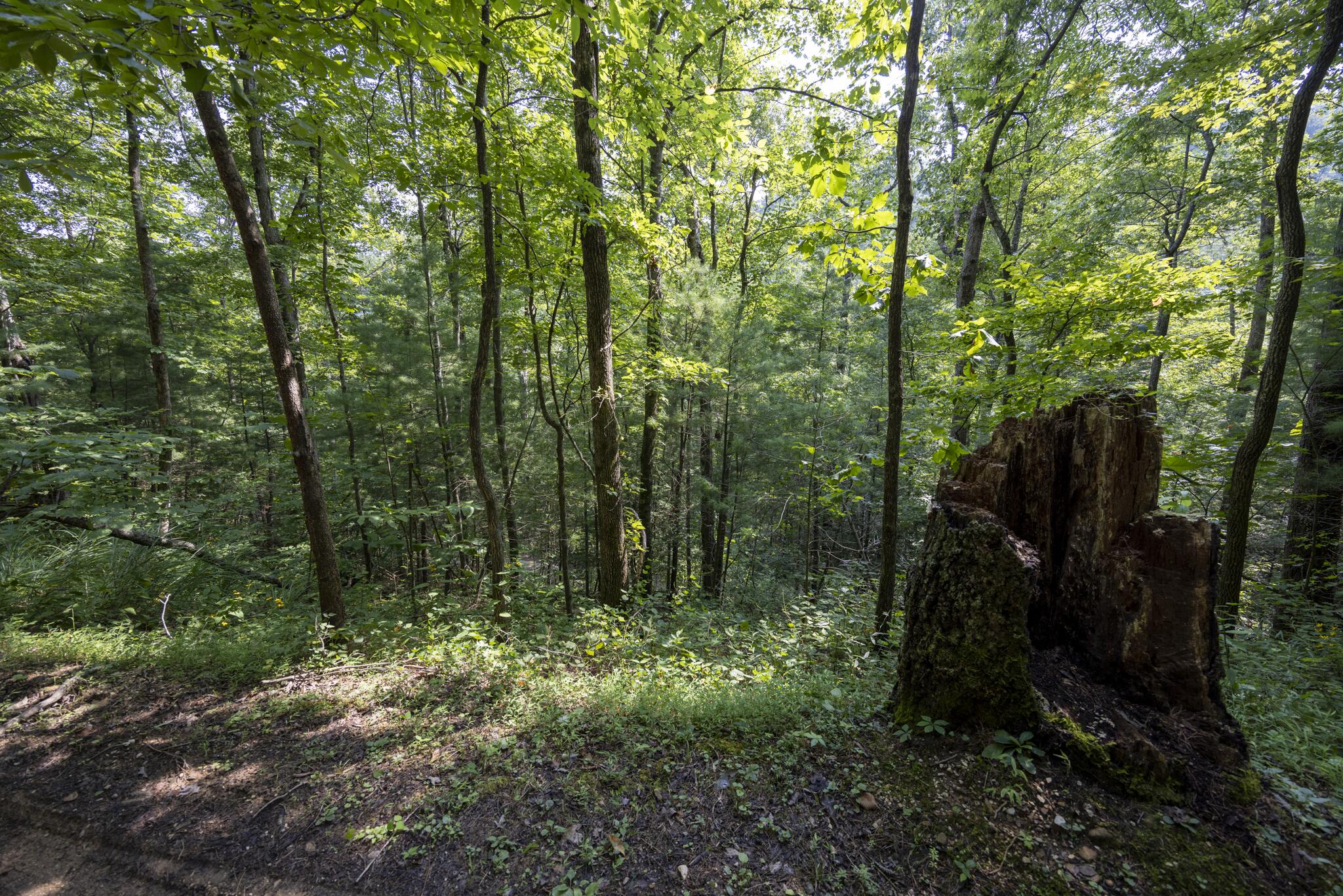 Lot 2 Cave Hollow Road Property Photo 17