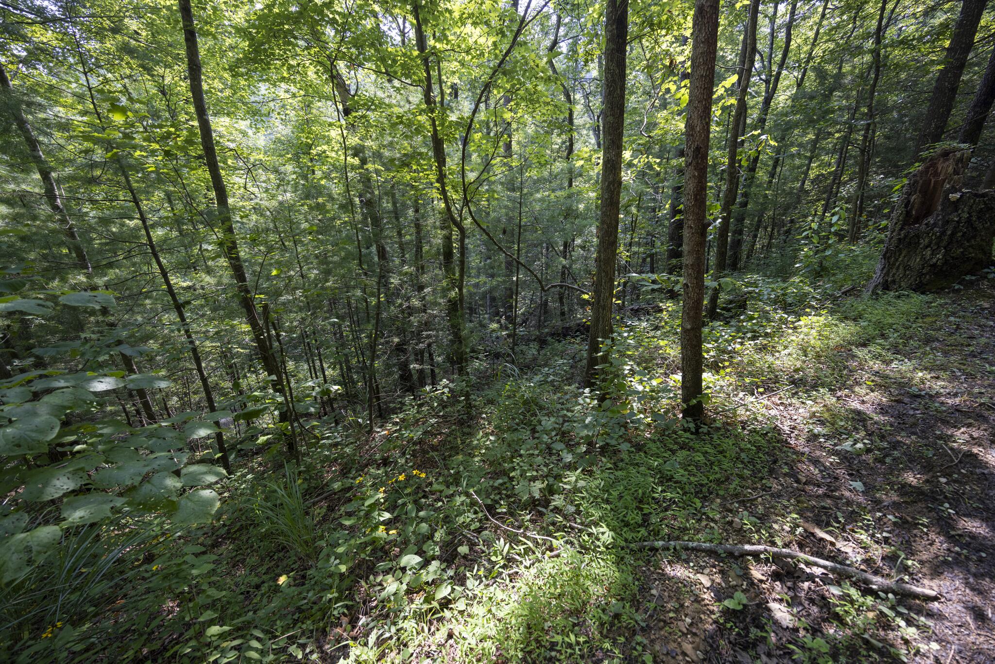 Lot 2 Cave Hollow Road Property Photo 19