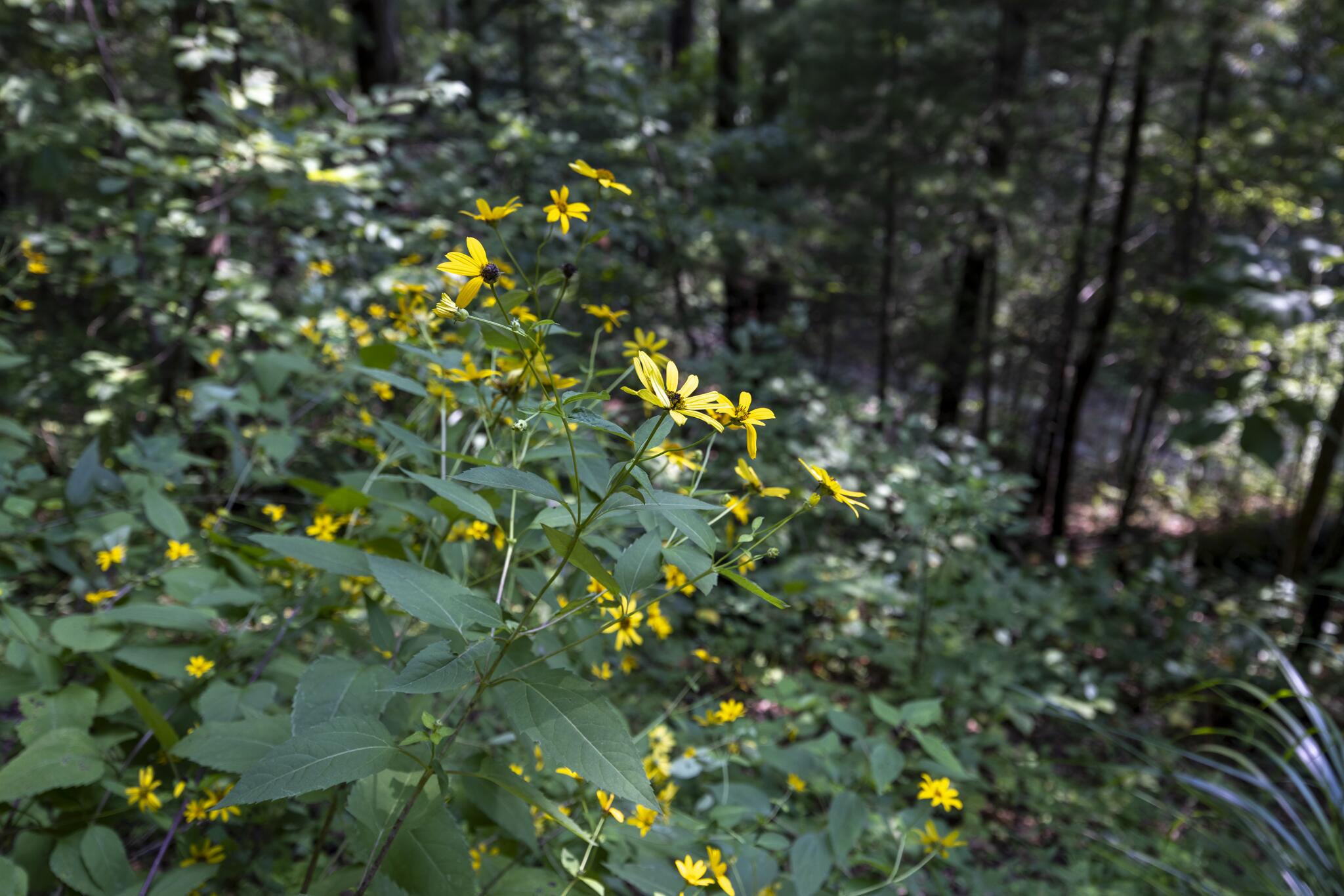 Lot 2 Cave Hollow Road Property Photo 20