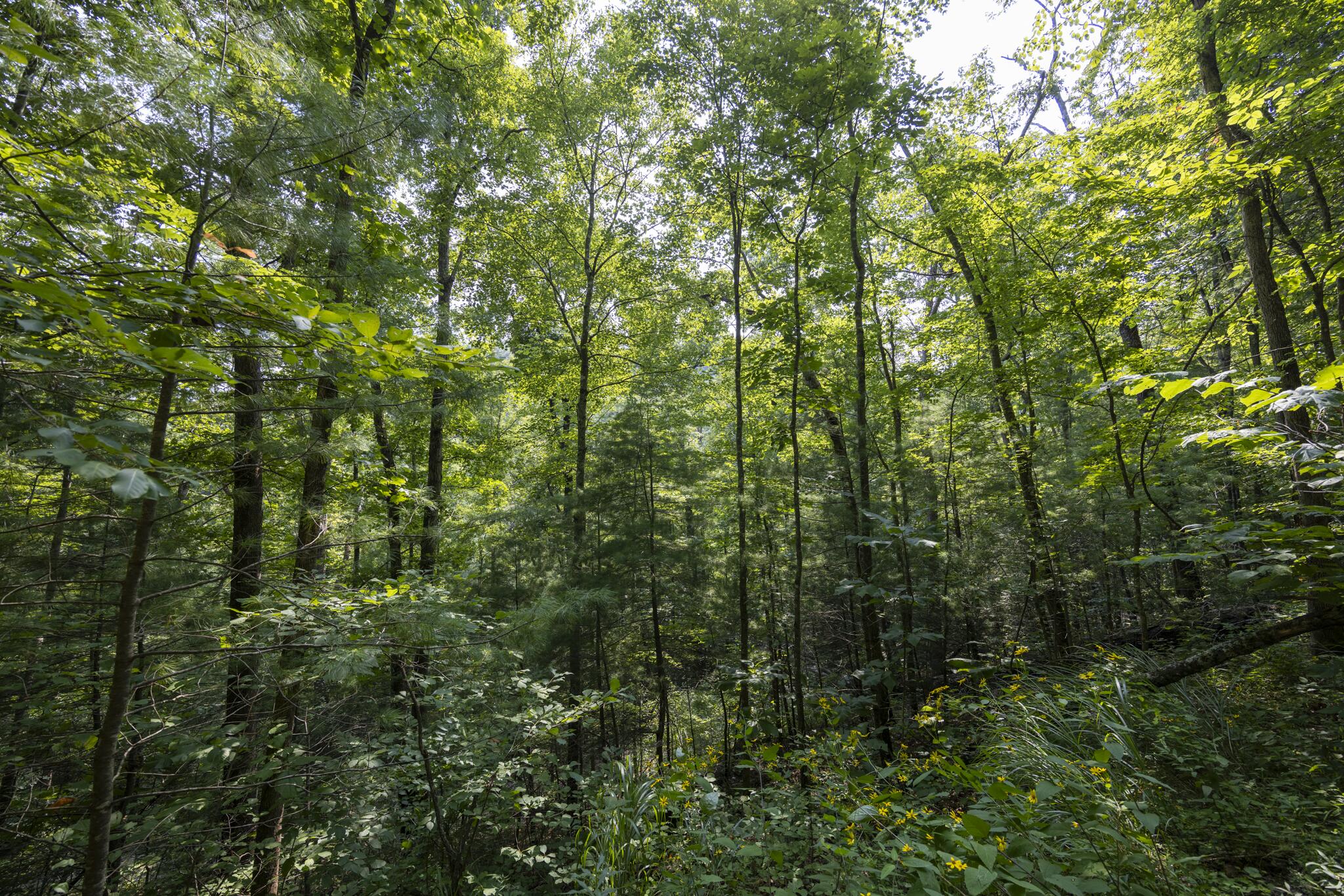 Lot 2 Cave Hollow Road Property Photo 21