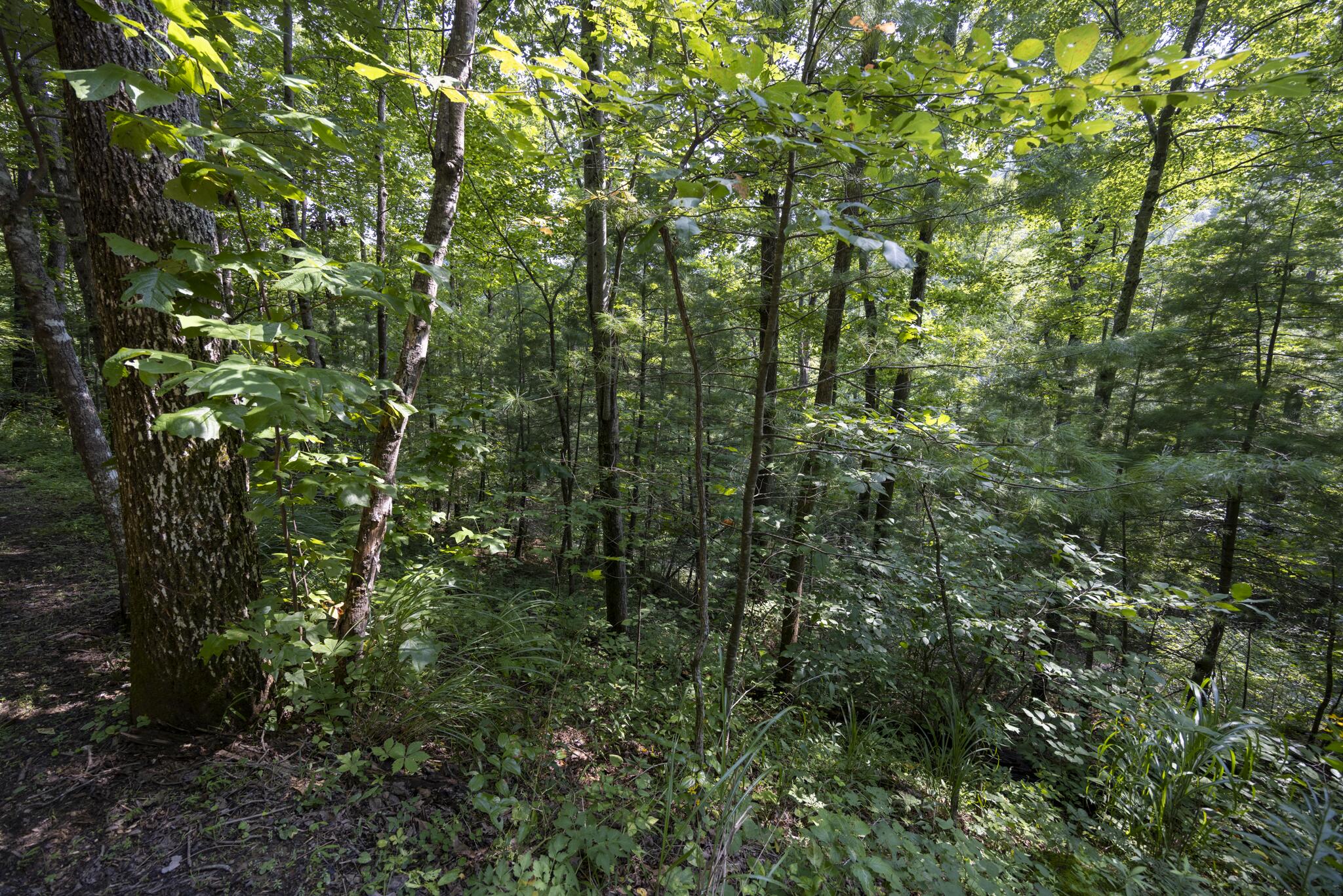 Lot 2 Cave Hollow Road Property Photo 23