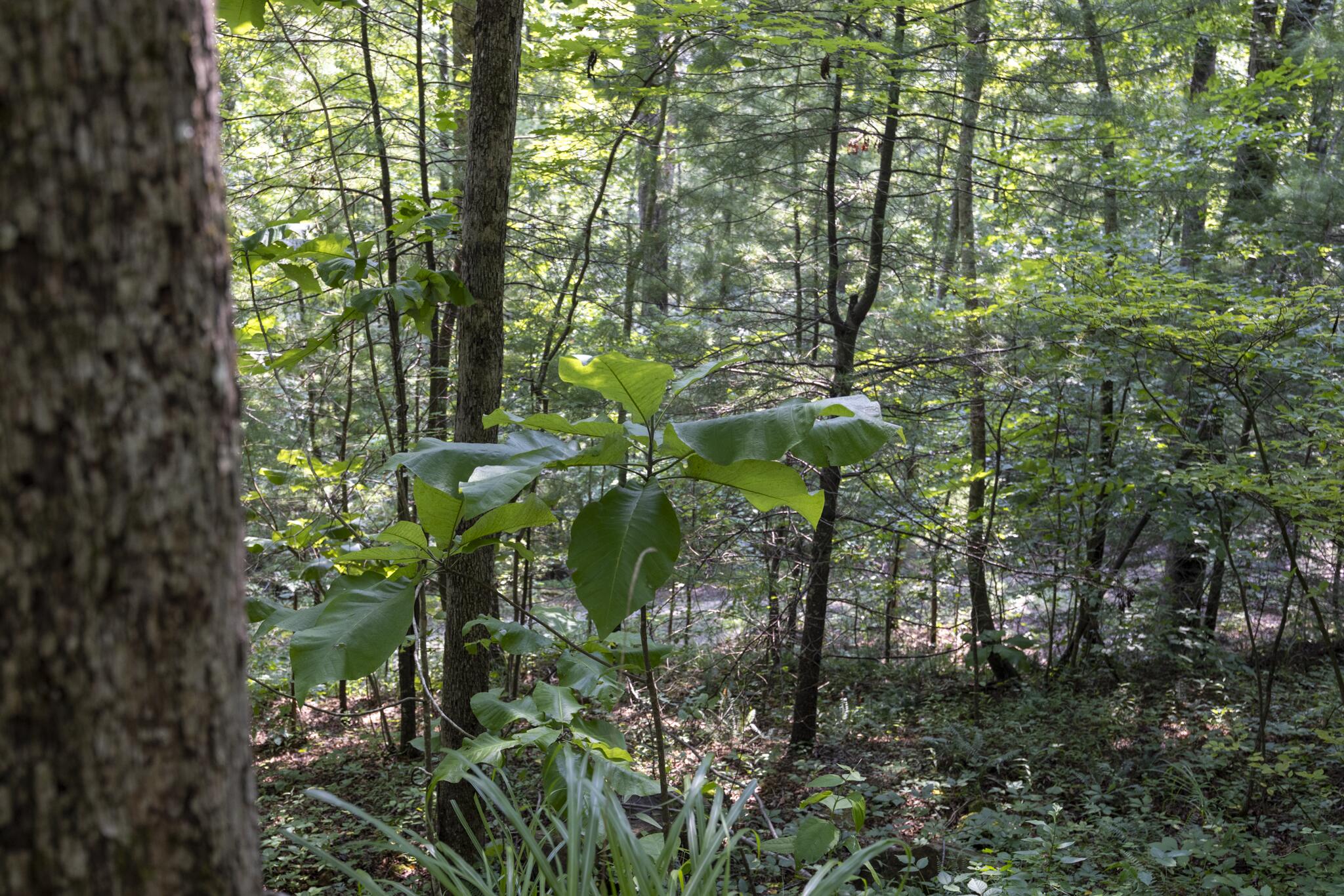 Lot 2 Cave Hollow Road Property Photo 26