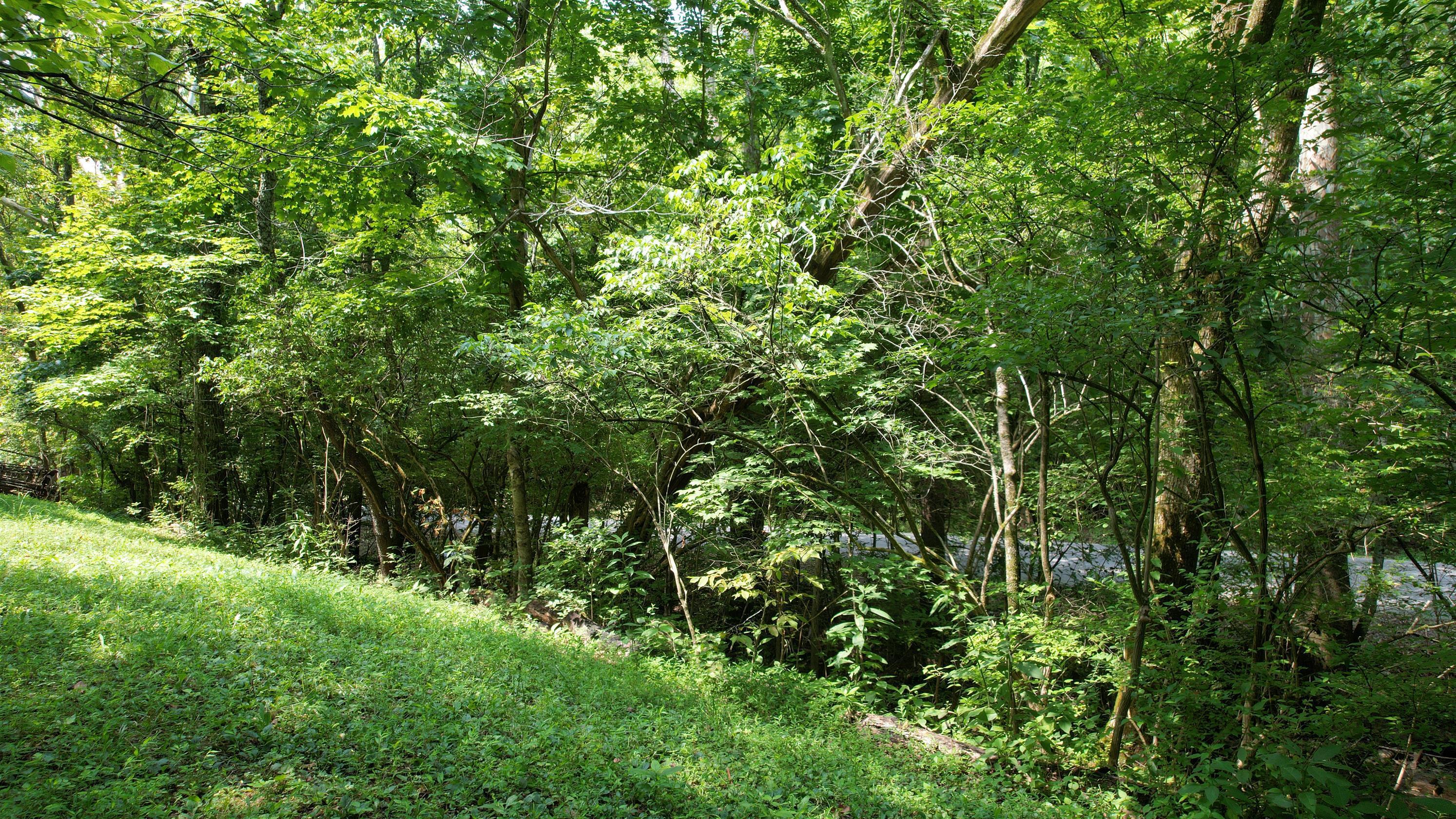 1590 Shryocks Ferry Road Property Photo 14
