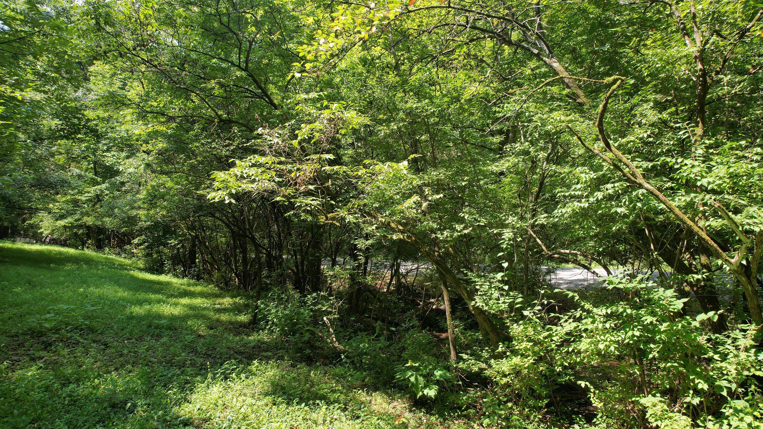 1590 Shryocks Ferry Road Property Photo 21
