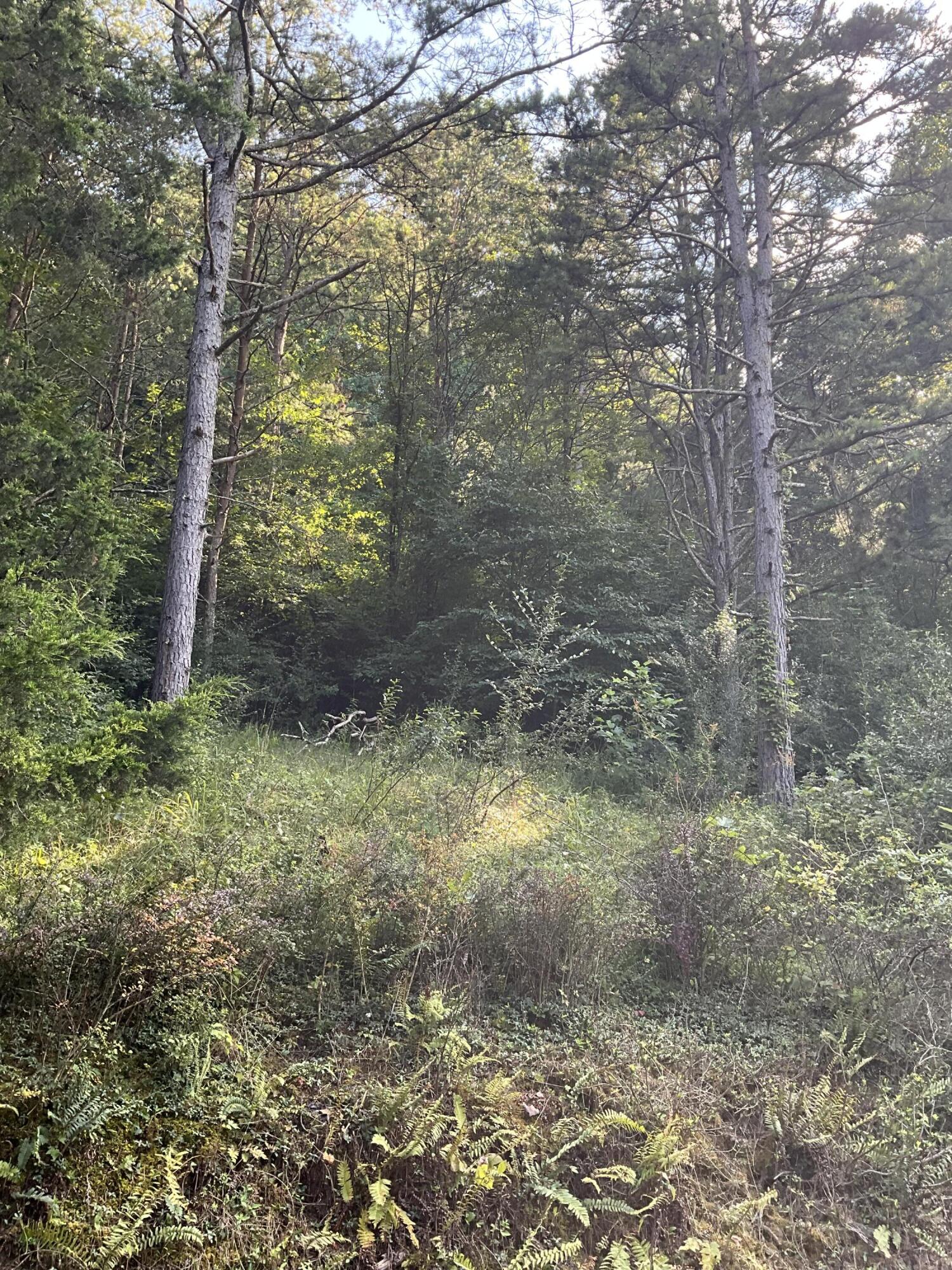 893 Huckleberry Road Property Photo 20