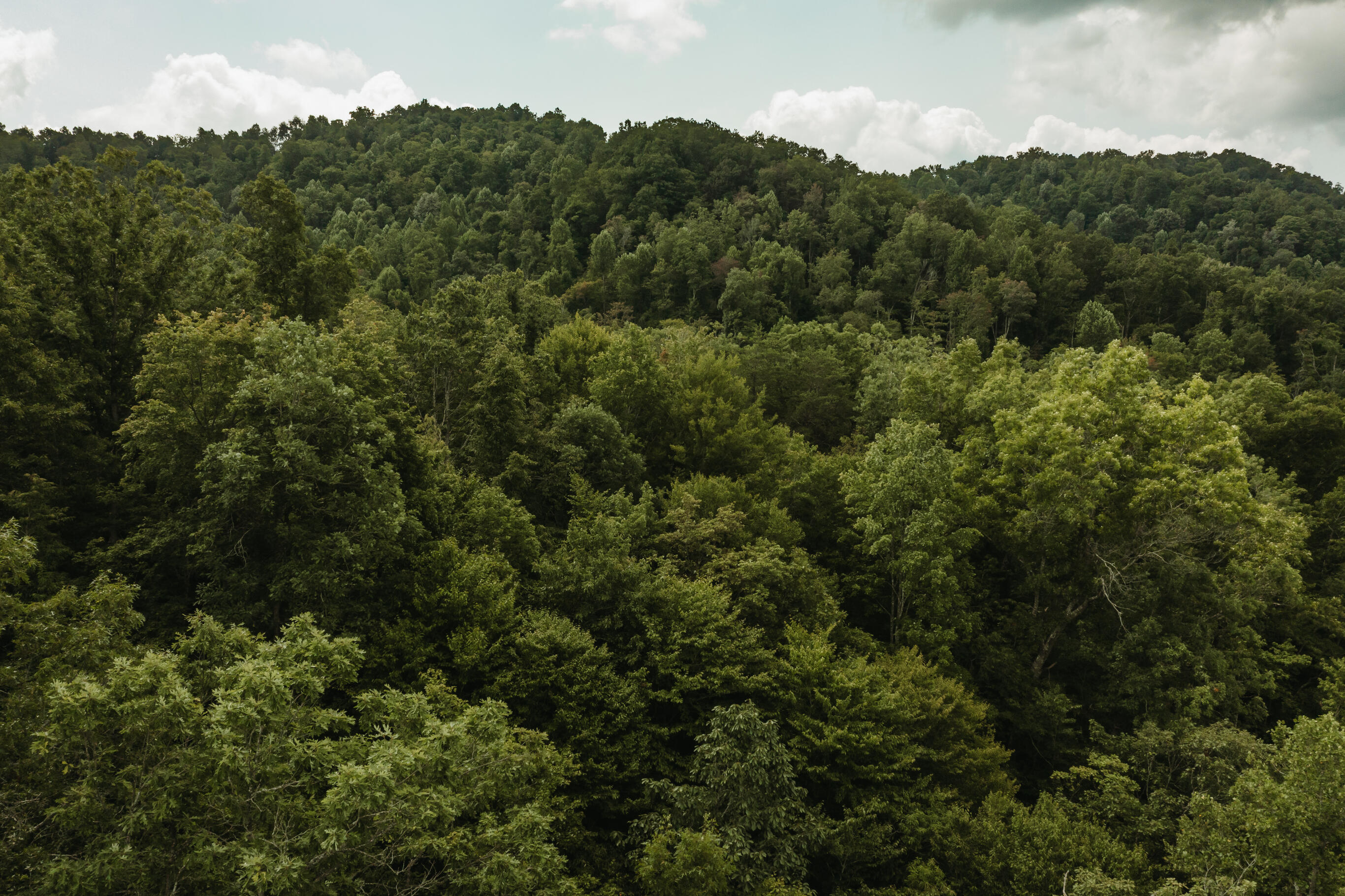 2974 E Fork Road Property Photo 15