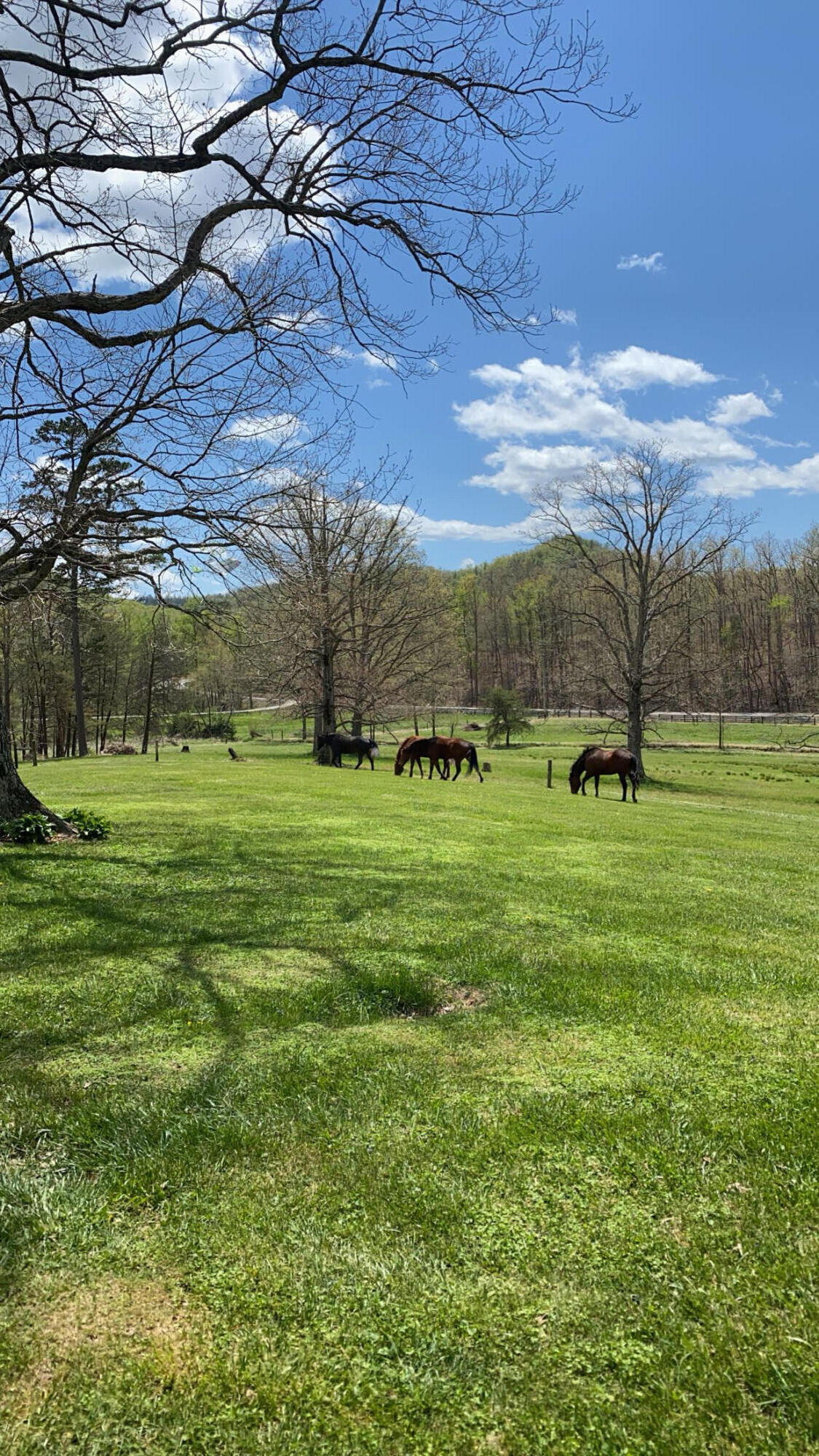 50 Caitlyn Court Property Photo 47