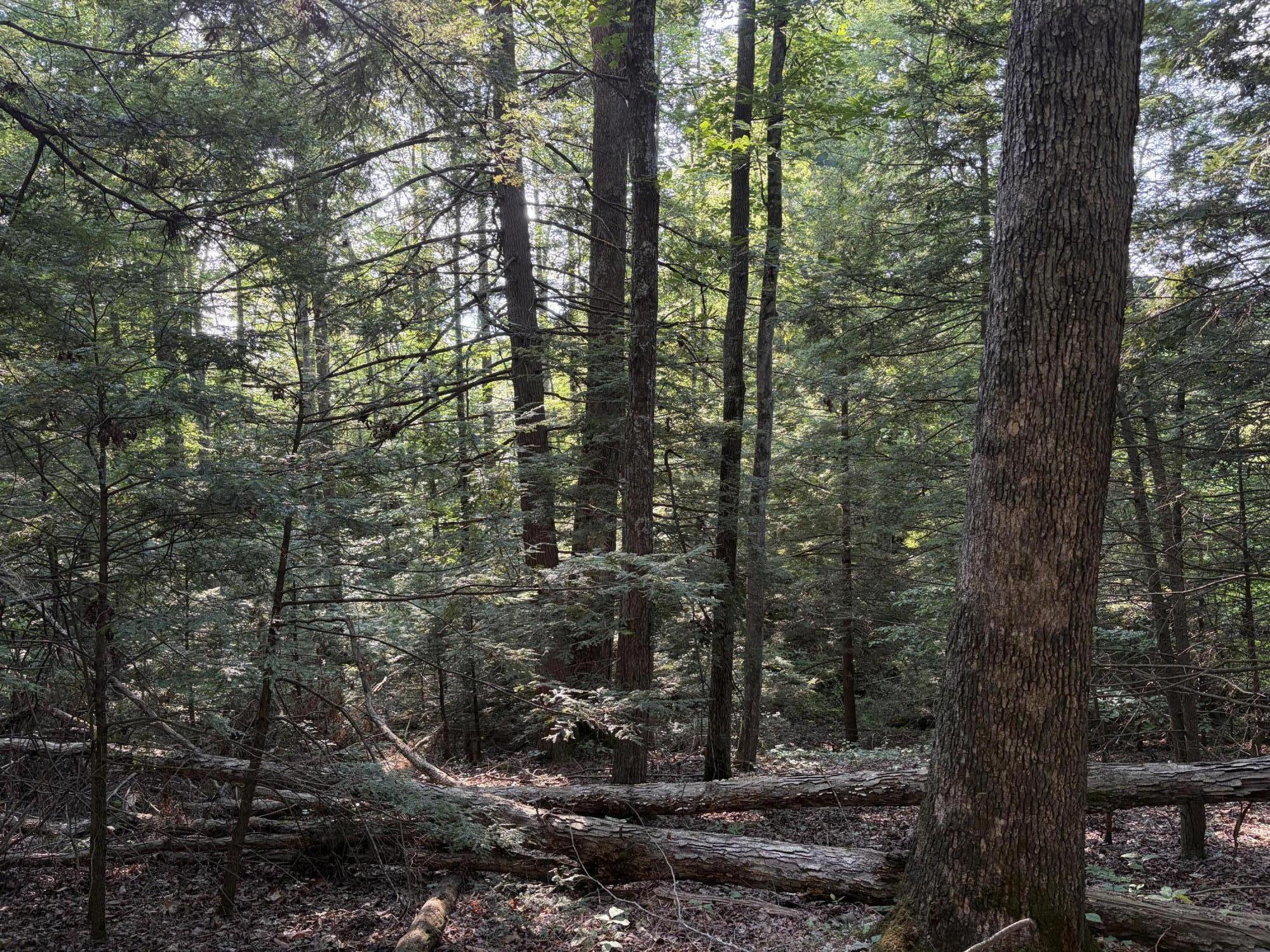 4221 Tarr Ridge Road Property Photo 49