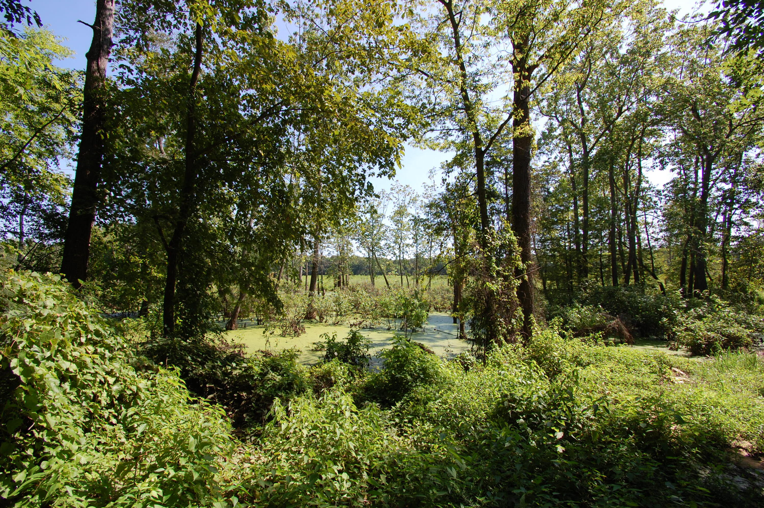5825 Oaks Road Property Photo 26