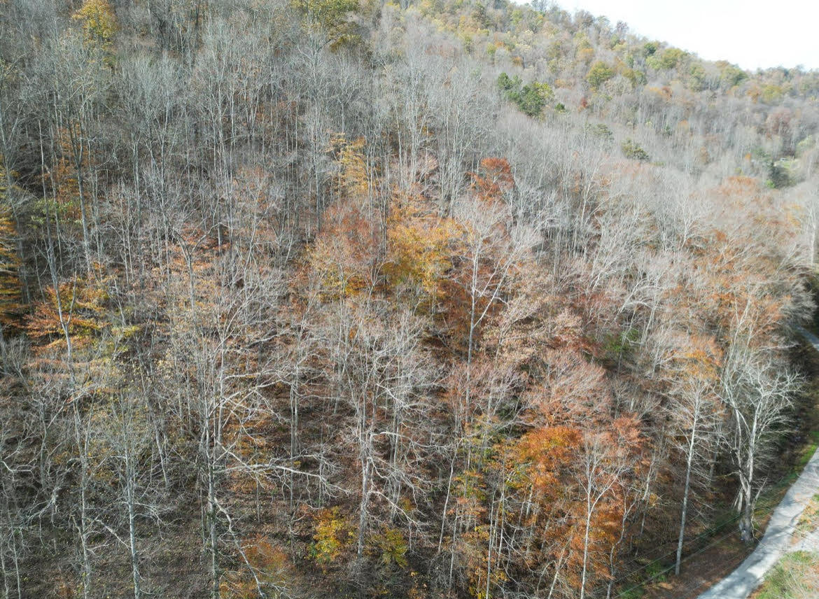 0 Sugar Camp Branch Rd. Property Photo 8