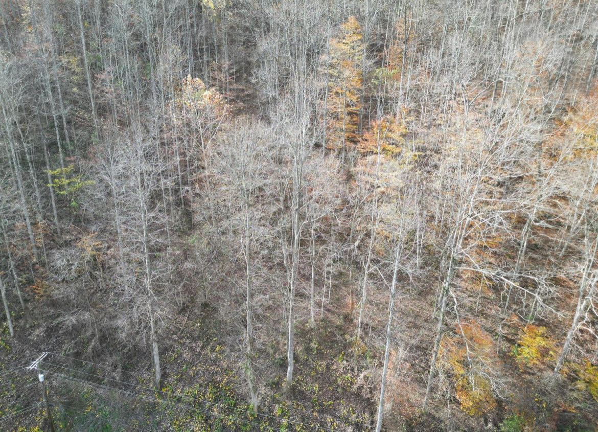 0 Sugar Camp Branch Rd. Property Photo 9
