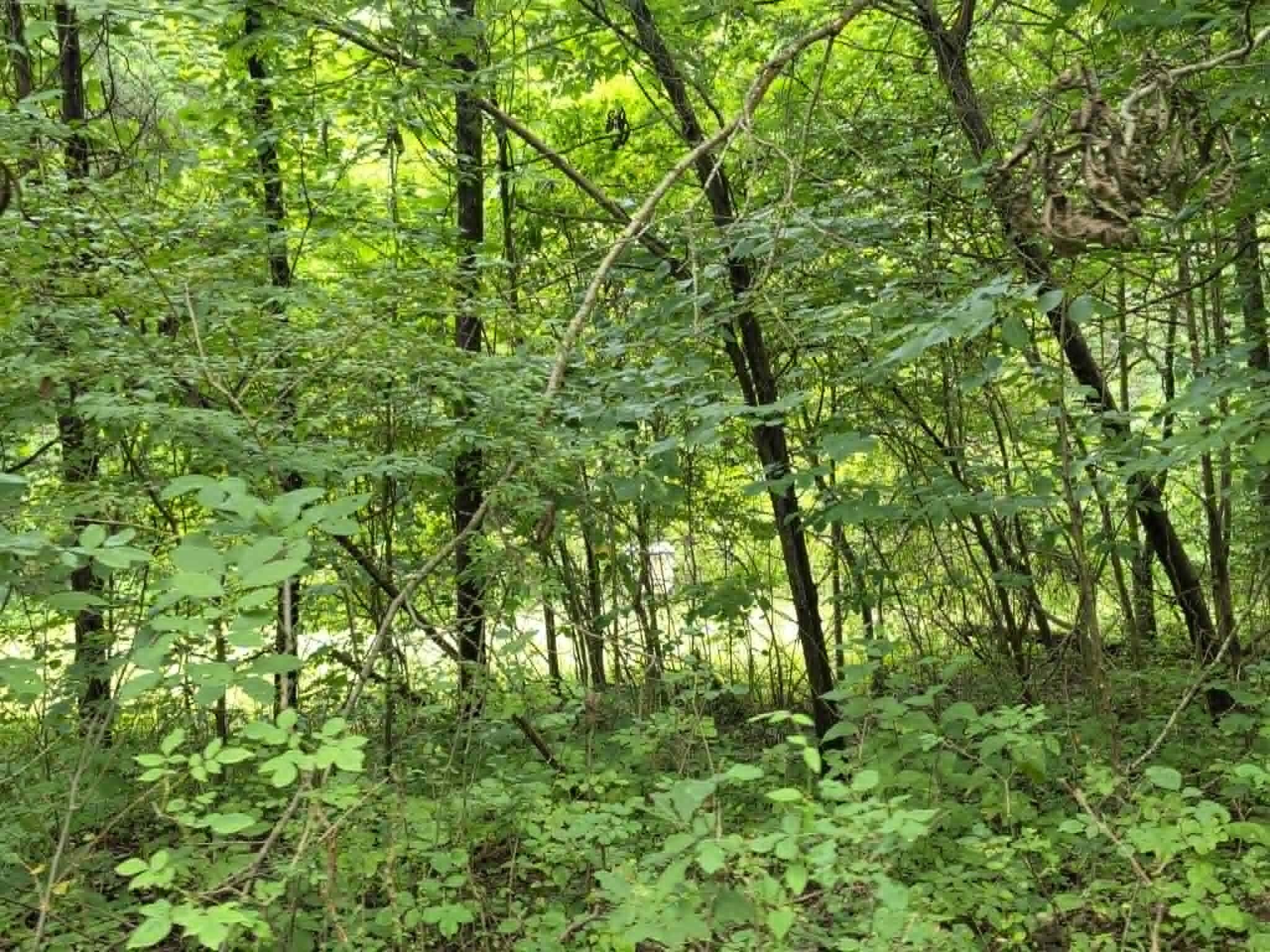 811 Hickory Ridge Road Property Photo 73