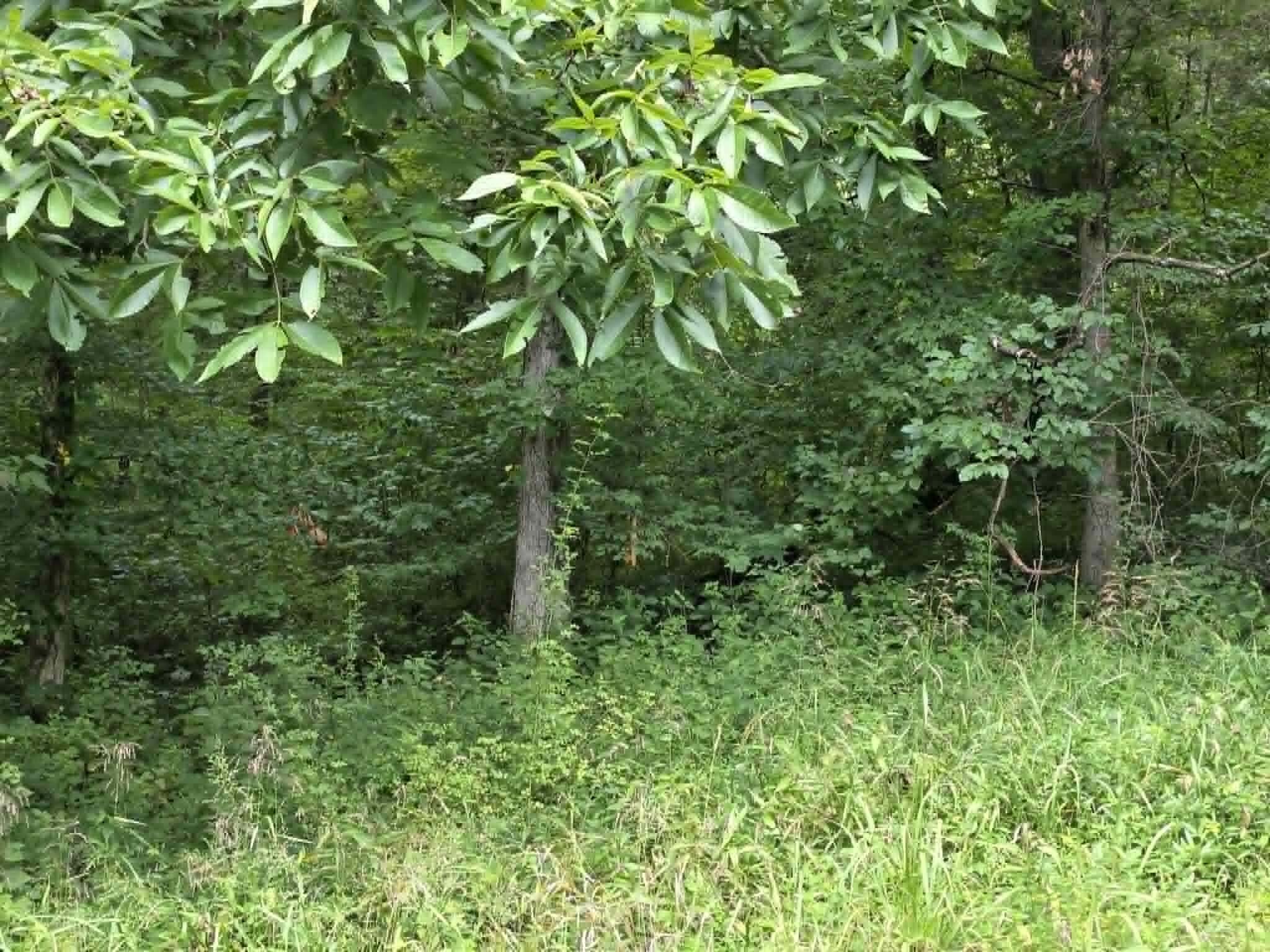 811 Hickory Ridge Road Property Photo 76