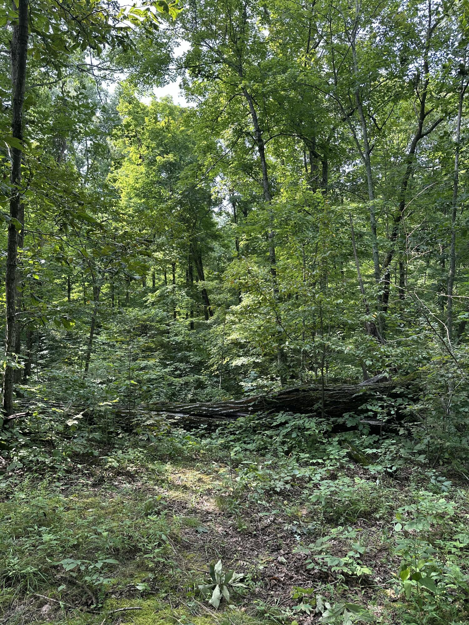 527 S Dividing Ridge Road Property Photo 8