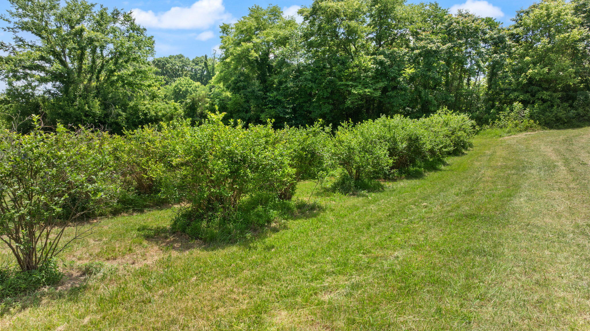 1717 Halltown Road Property Photo 40