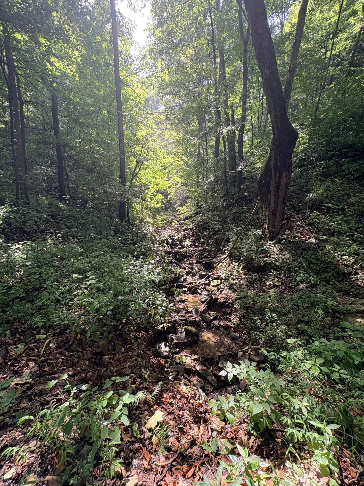 0 Horseshoe Bend Road Property Photo 12