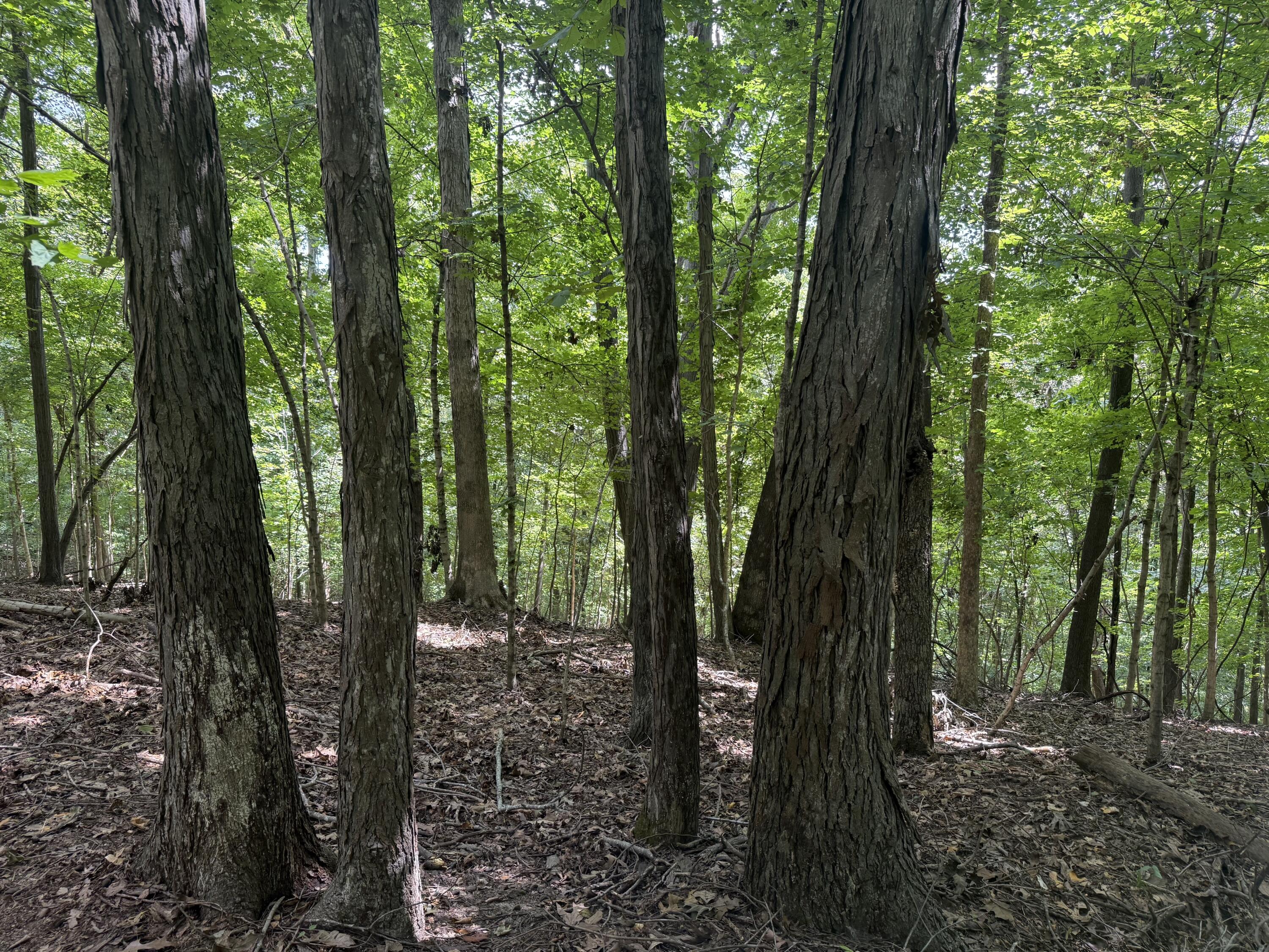 0 Perry Springs Road Property Photo 18