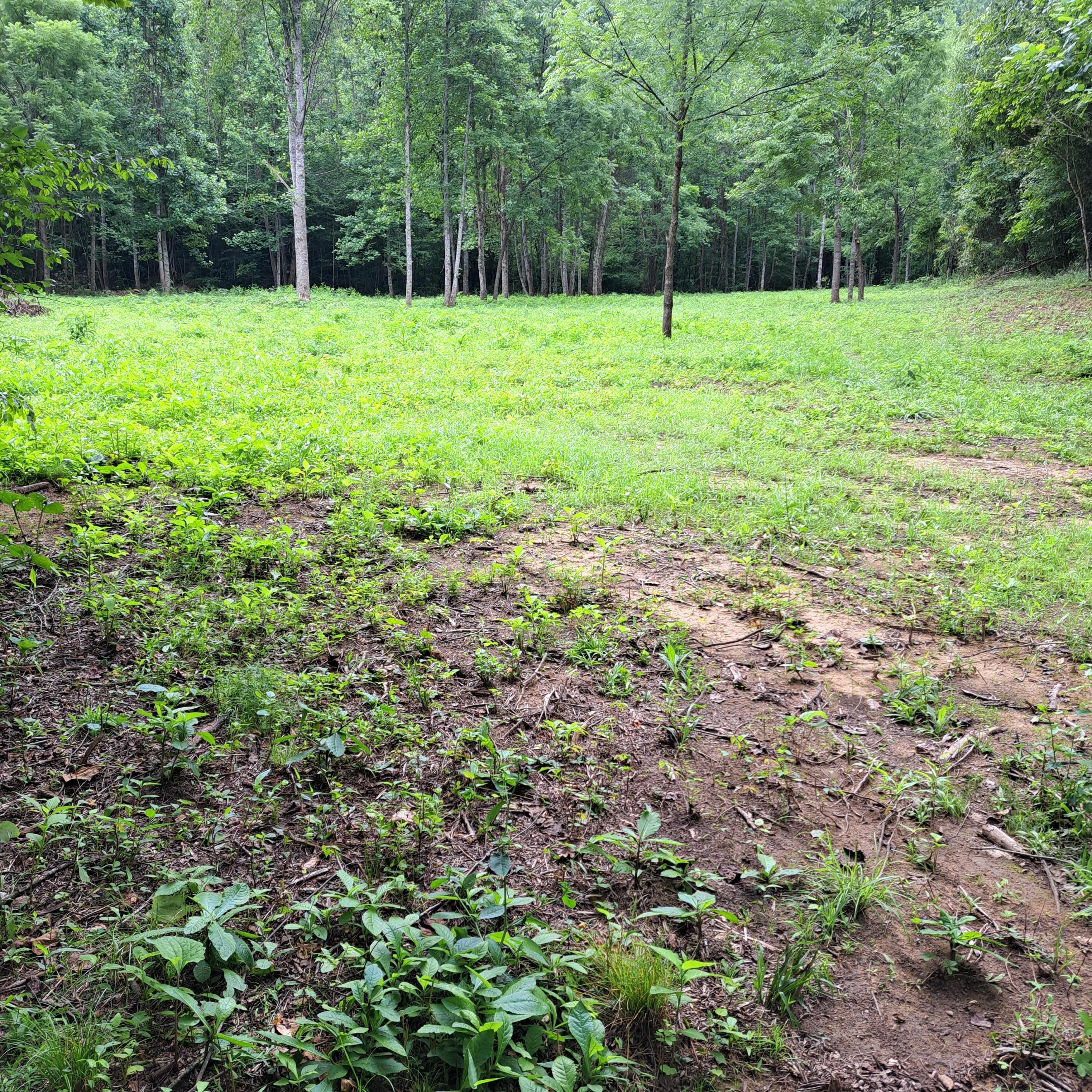 99 Jackson Road Property Photo 14