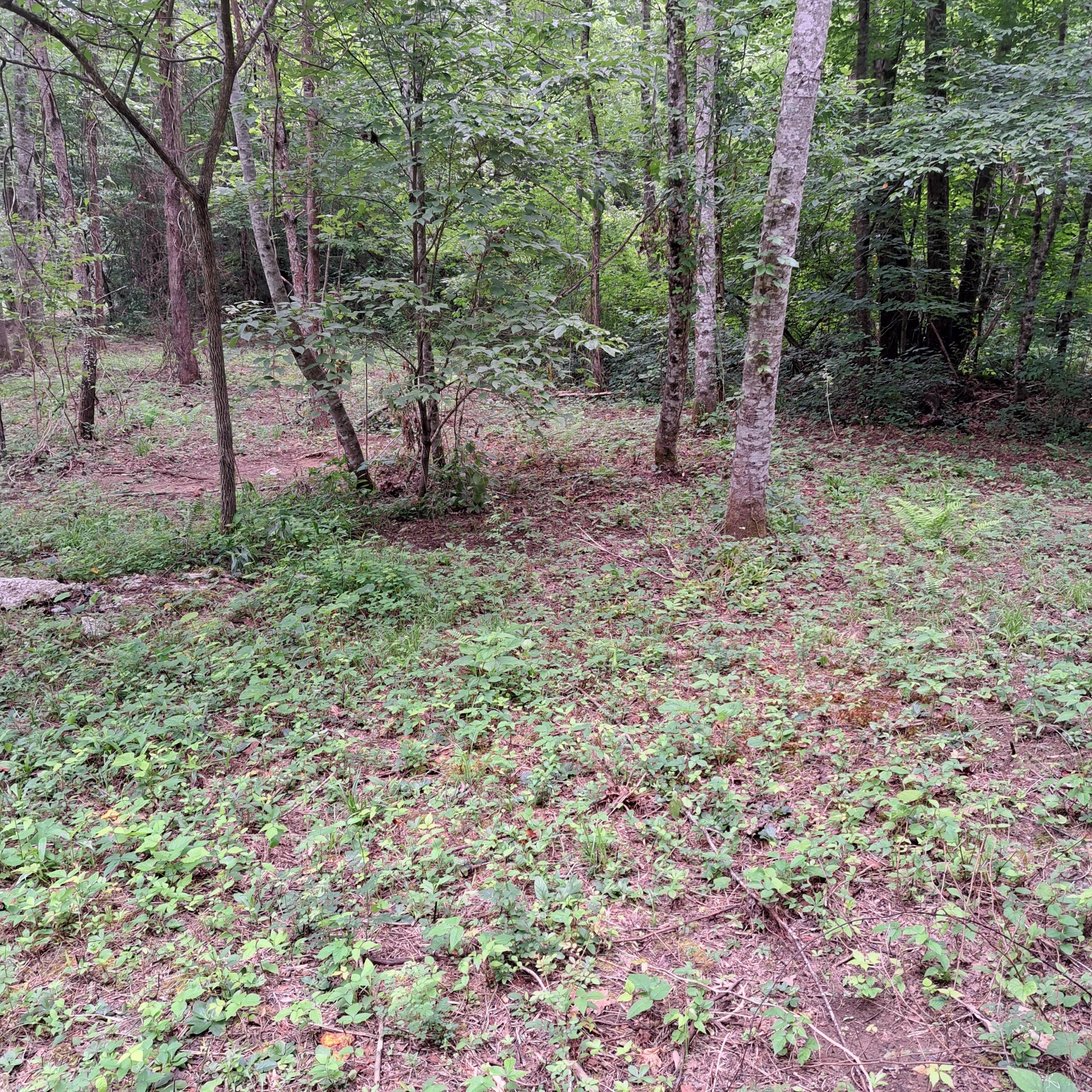99 Jackson Road Property Photo 15