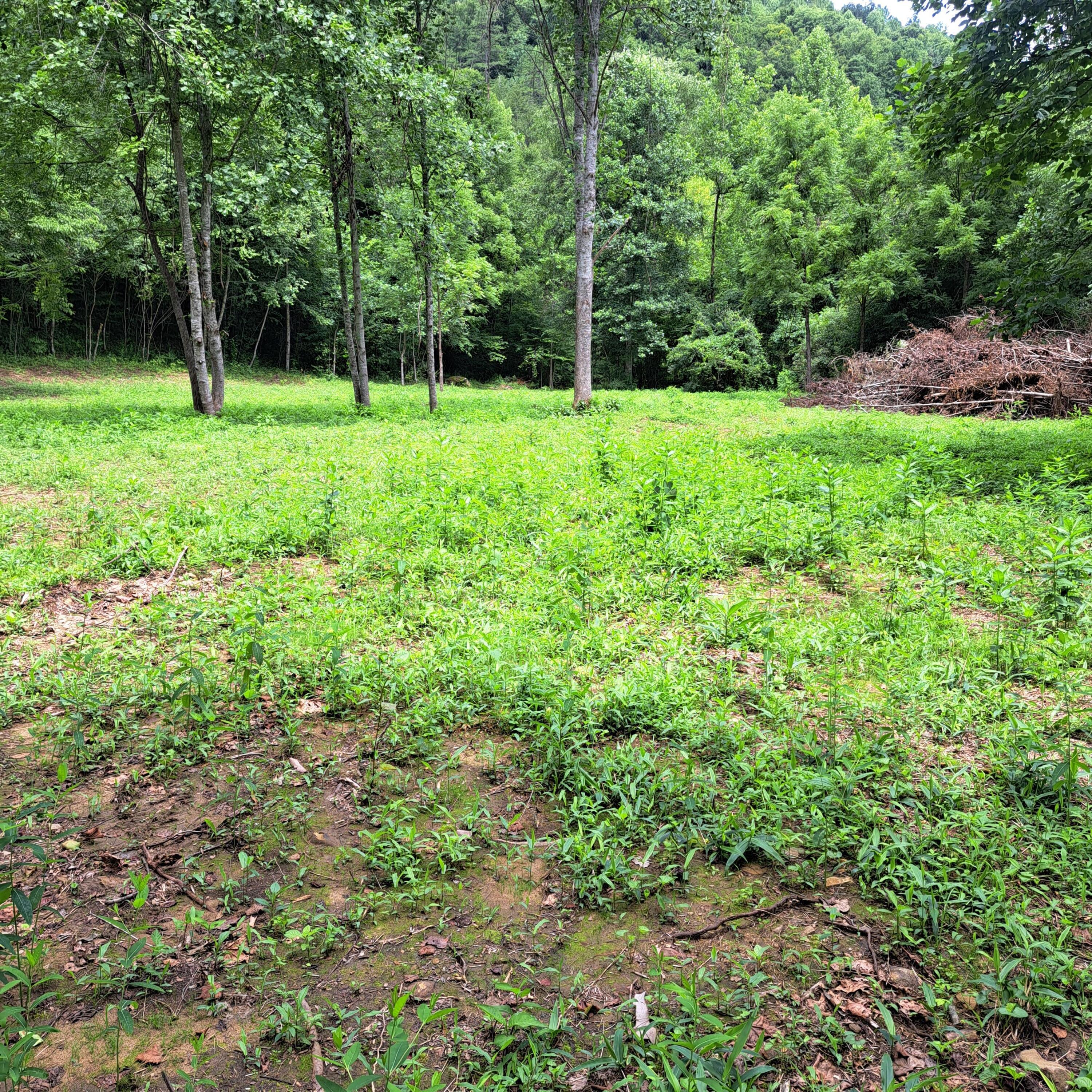 99 Jackson Road Property Photo 22