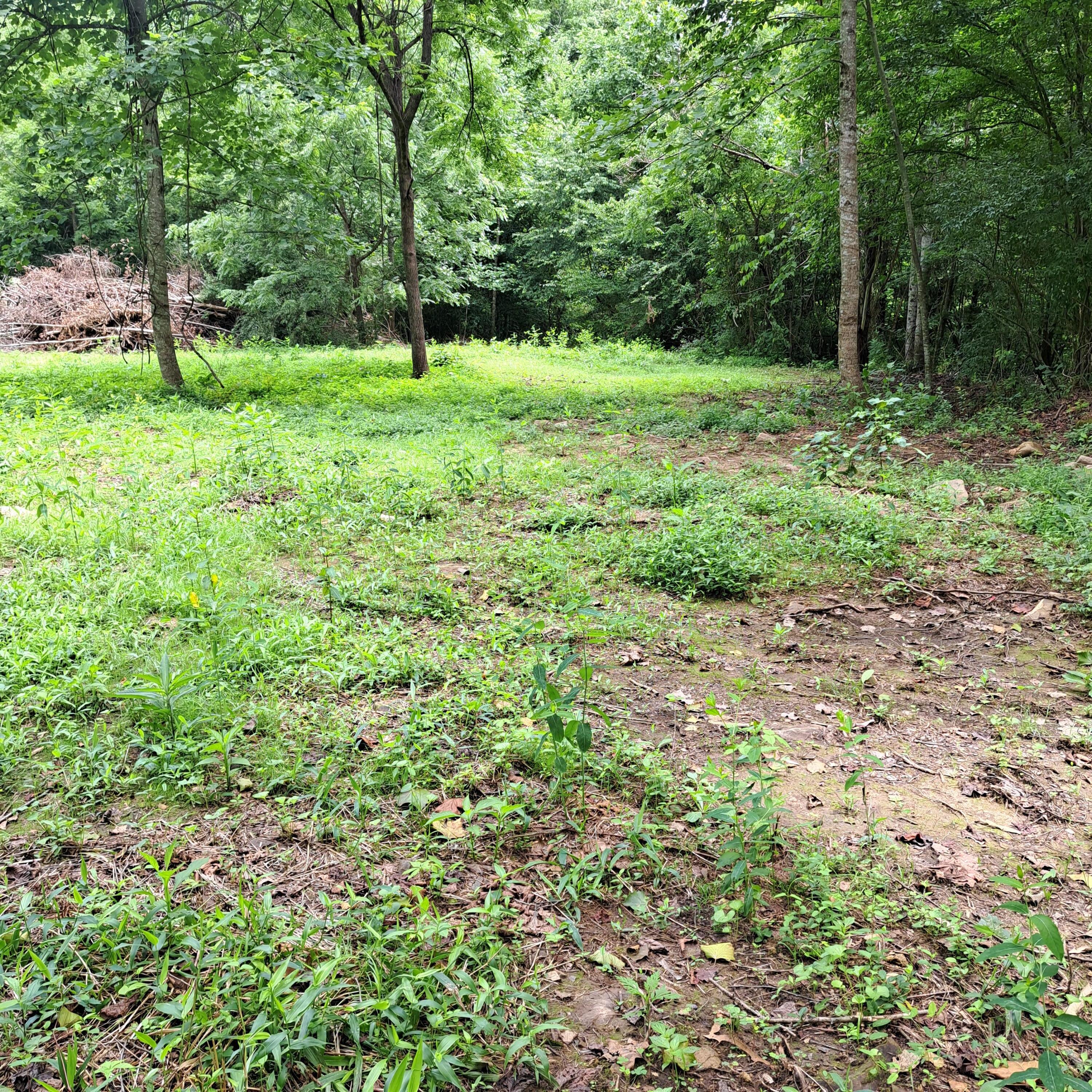 99 Jackson Road Property Photo 23
