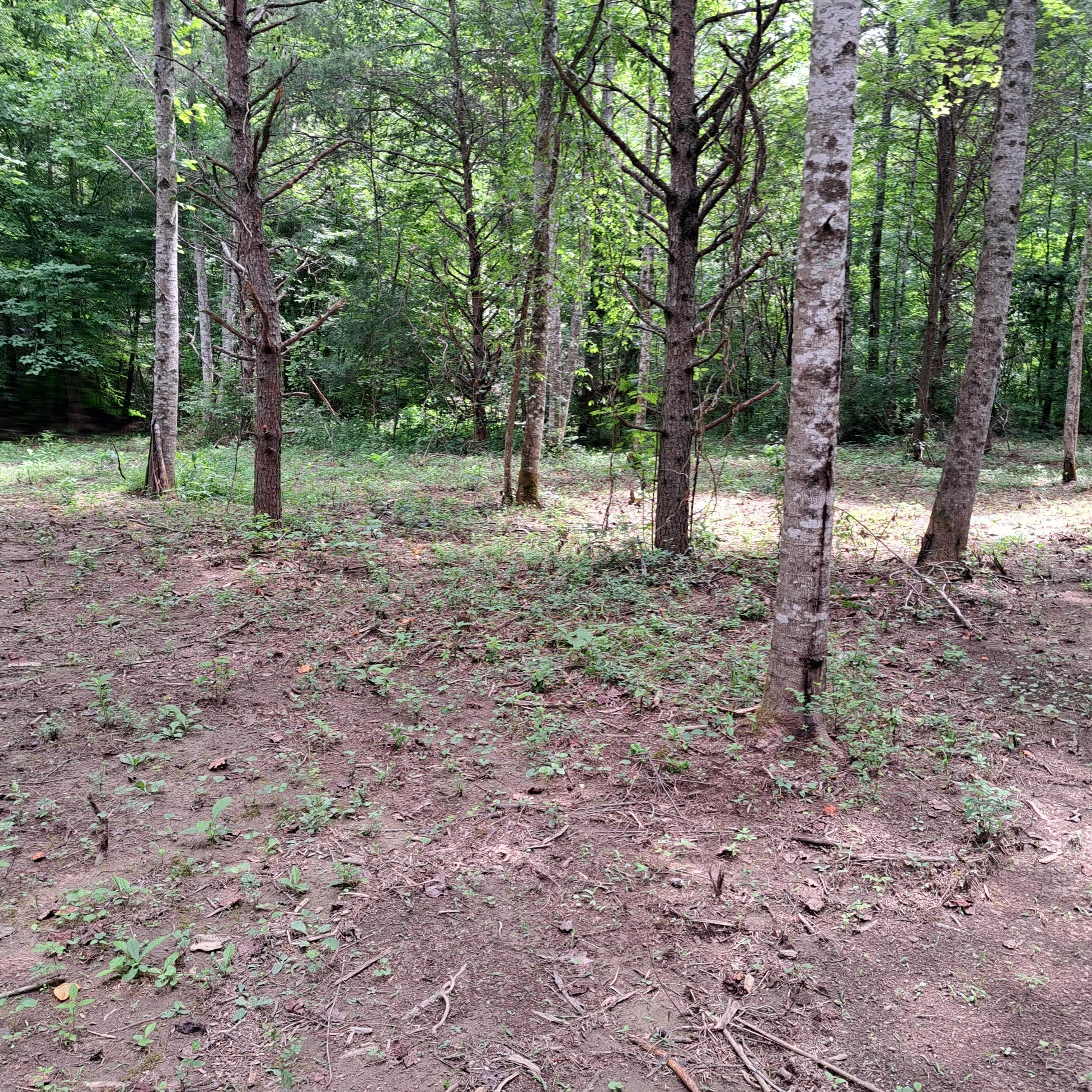 99 Jackson Road Property Photo 32