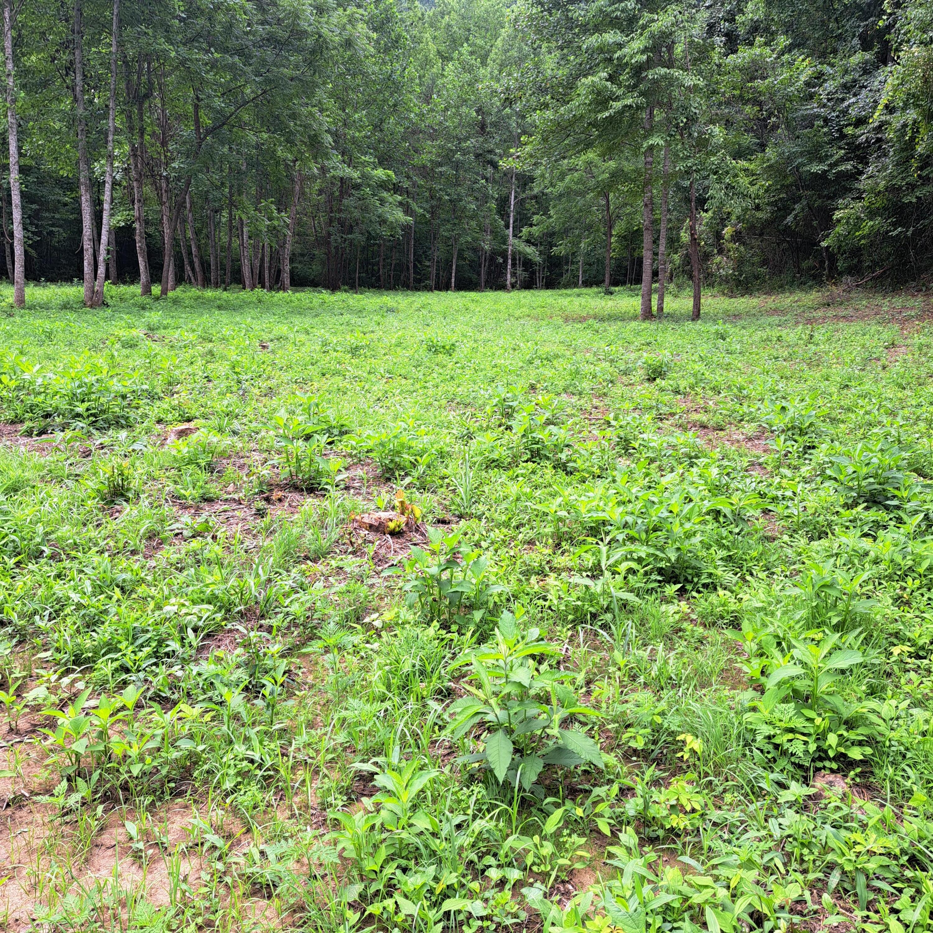 99 Jackson Road Property Photo 38