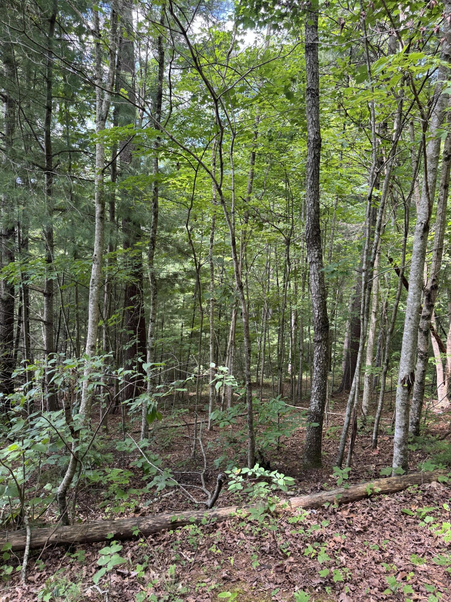256 Calaboose-rocky Branch Road Property Photo 11