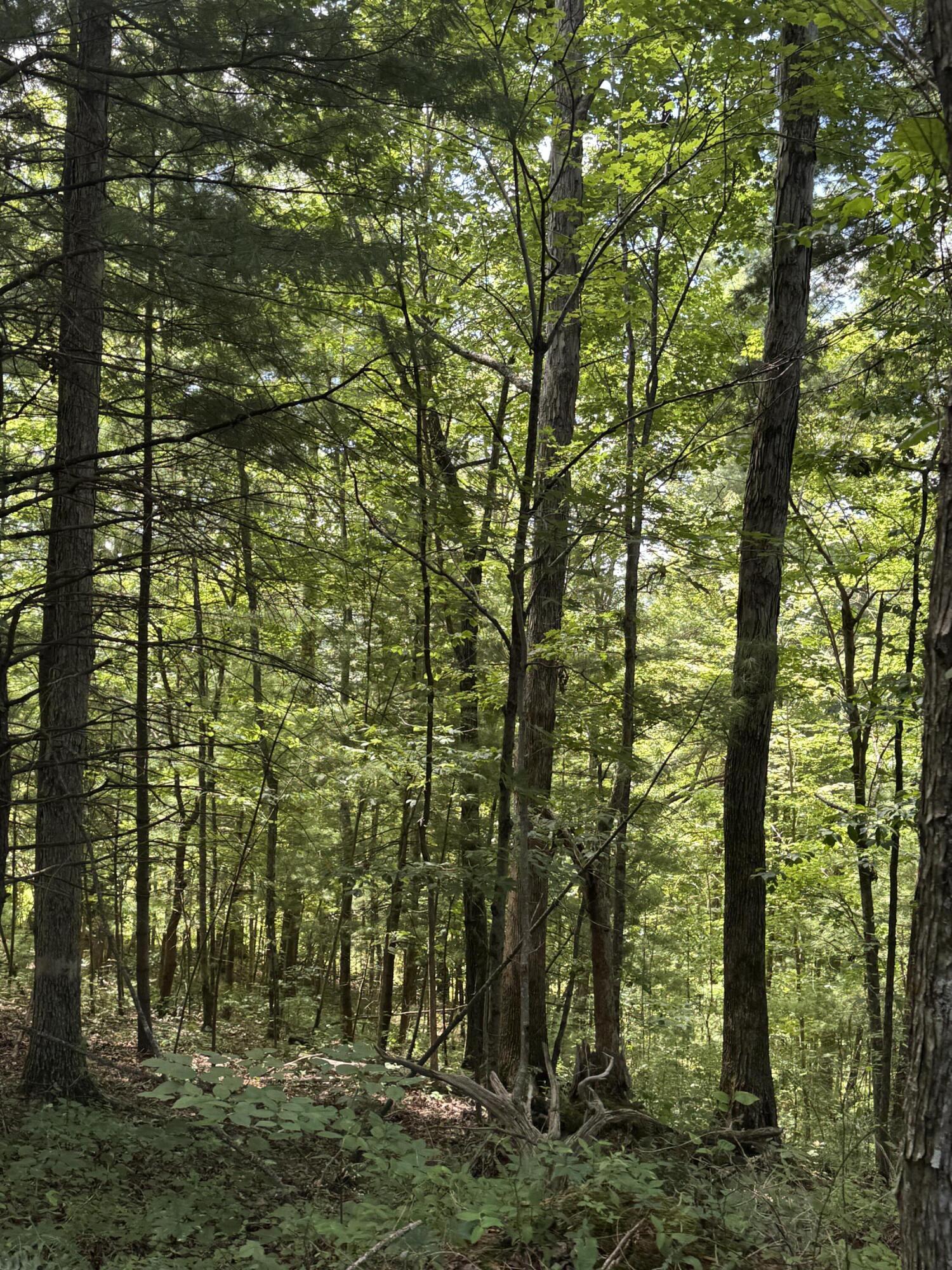256 Calaboose-rocky Branch Road Property Photo 12