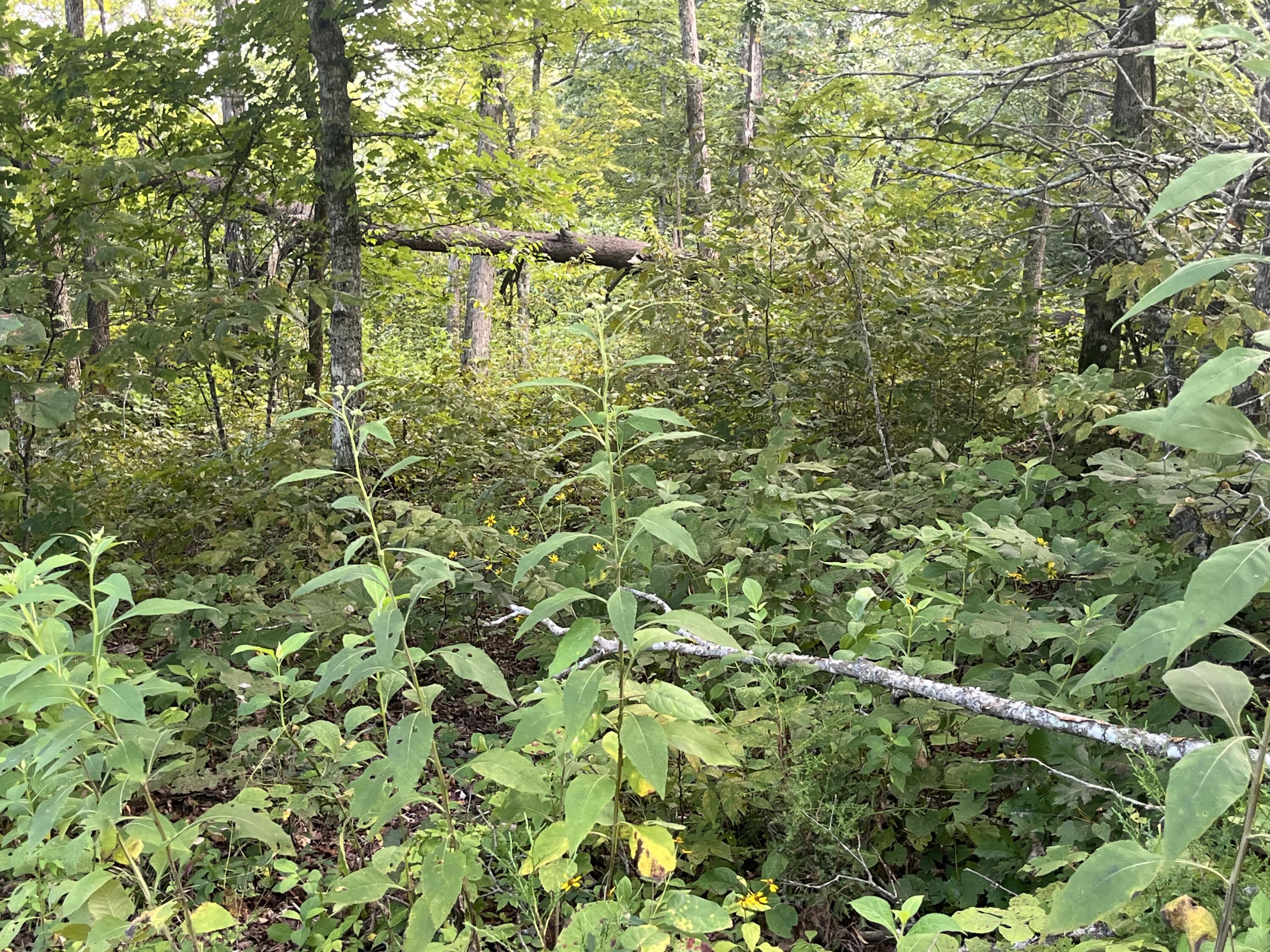 18 Buck Creek Circle Property Photo 4