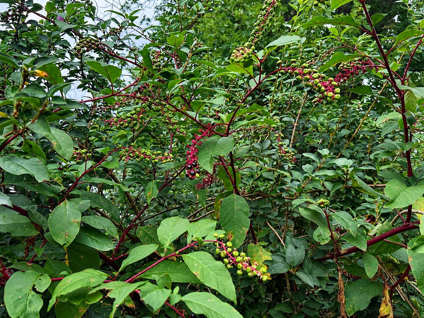 136 Paradise Camp Road Property Photo 31