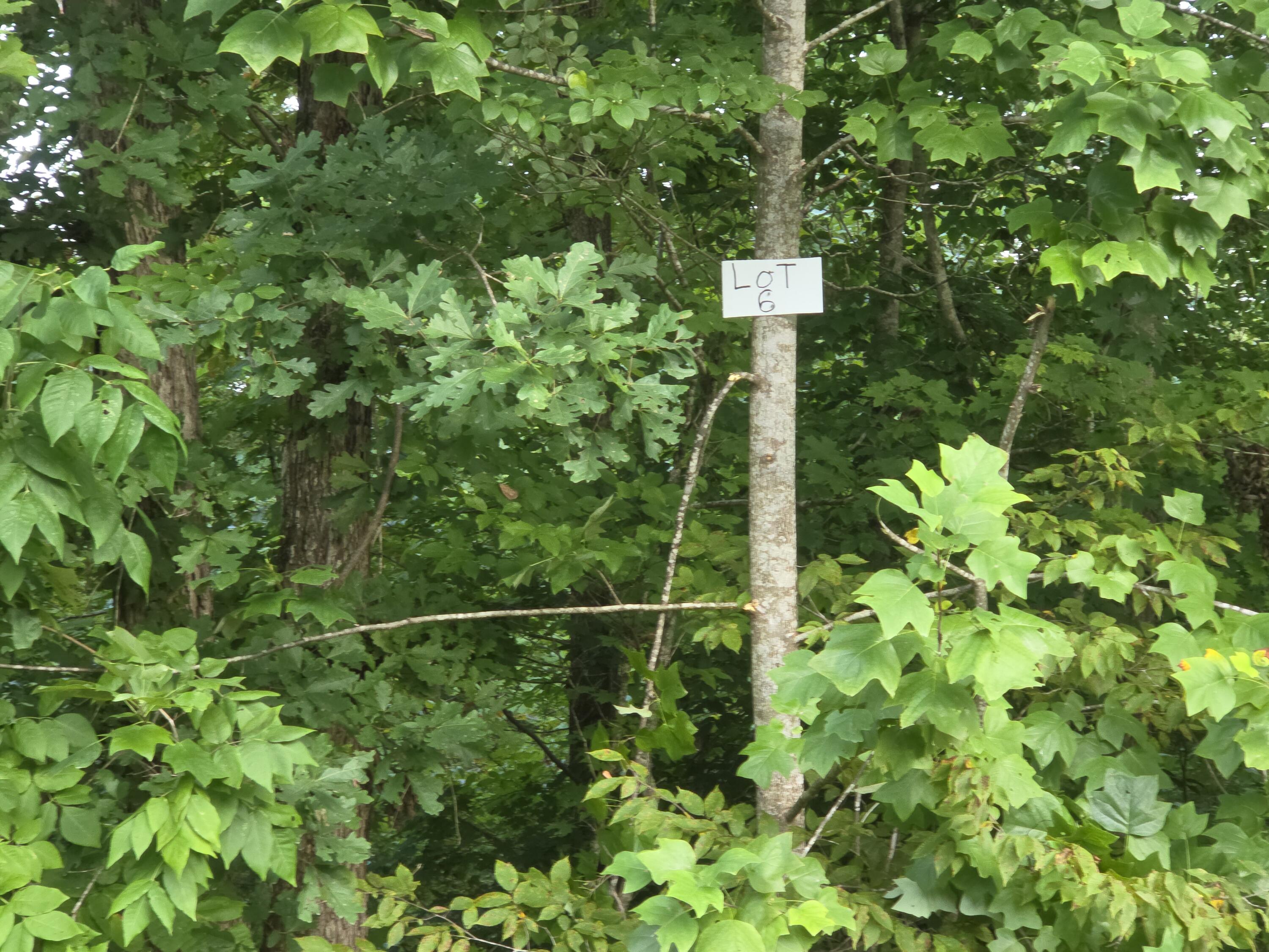 6 Buck Creek Circle Property Photo 7