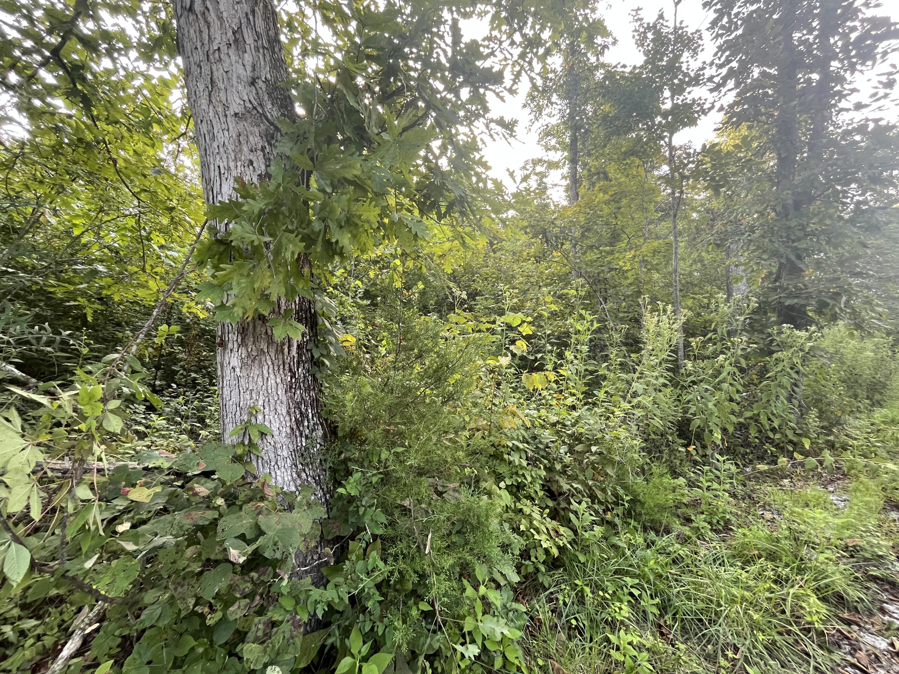 17 Buck Creek Circle Property Photo 4