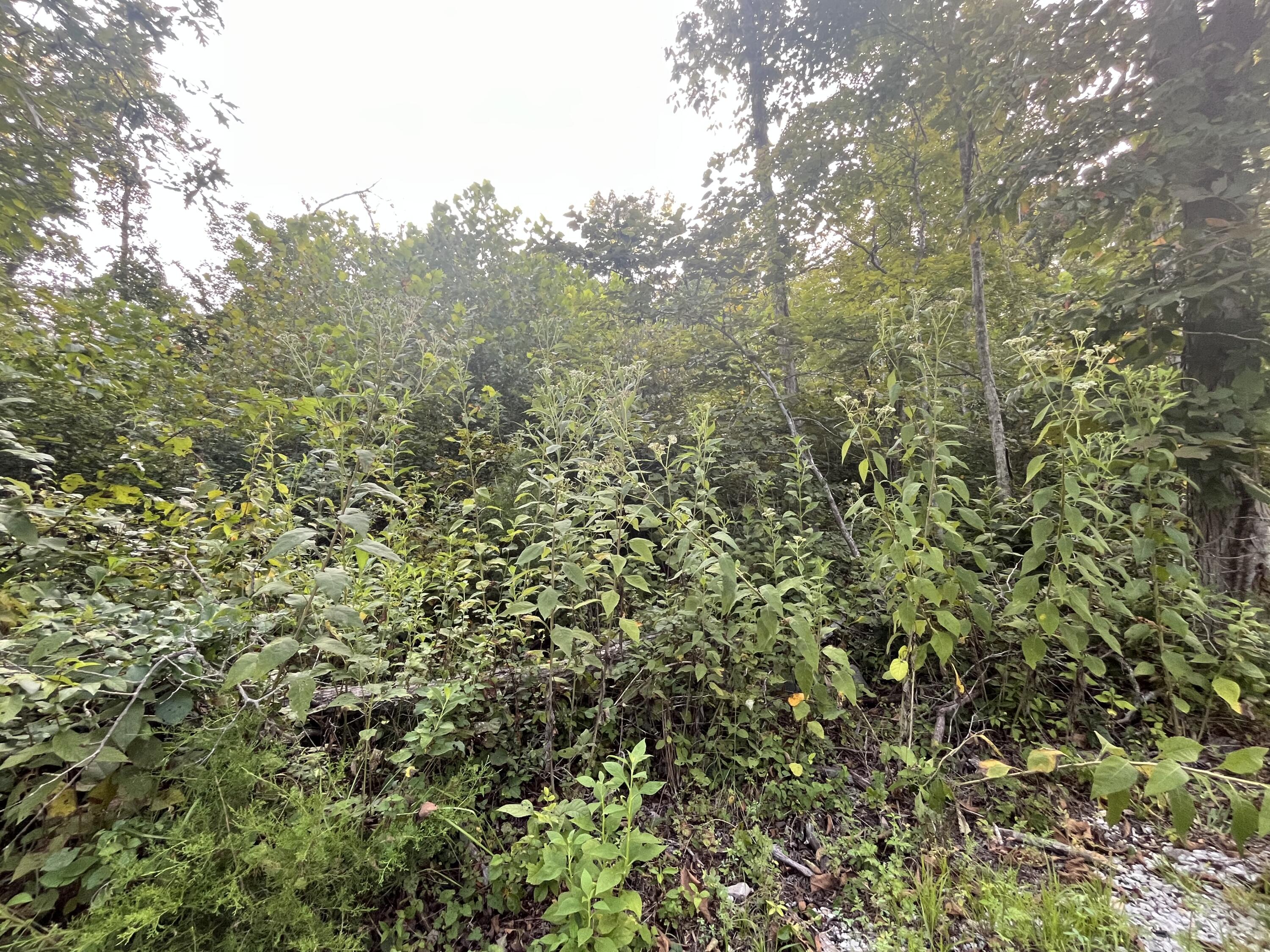 17 Buck Creek Circle Property Photo 5