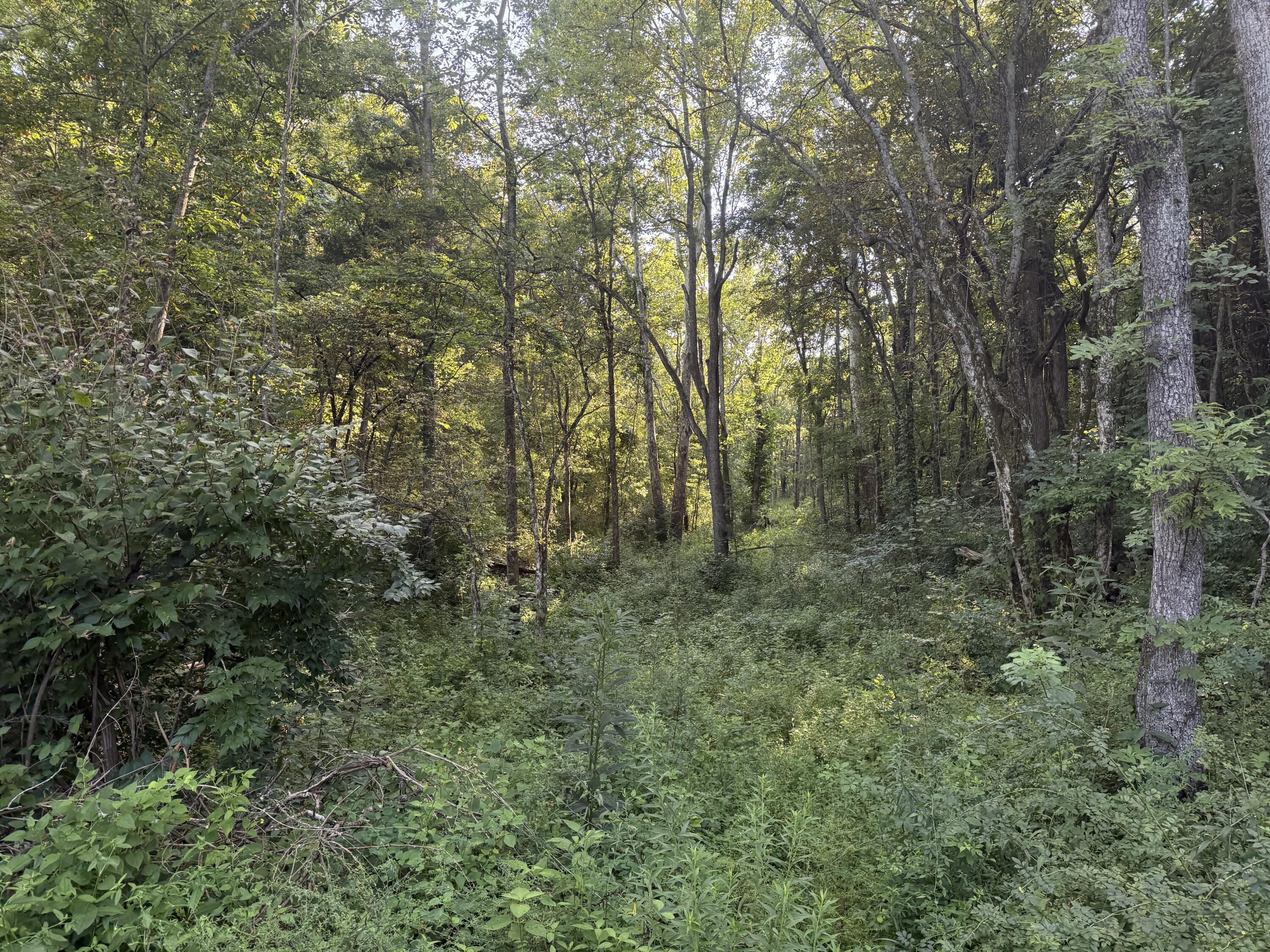 4782 Kentucky 596 Property Photo 6