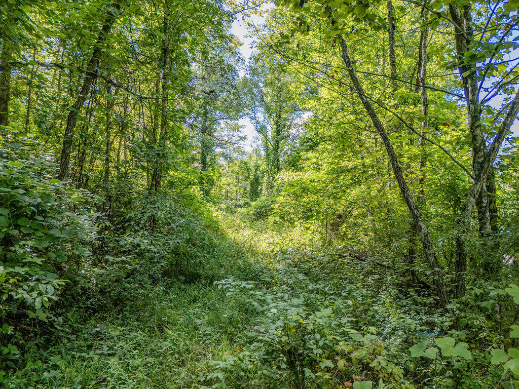 85 Knipp Hollow Road Property Photo 19