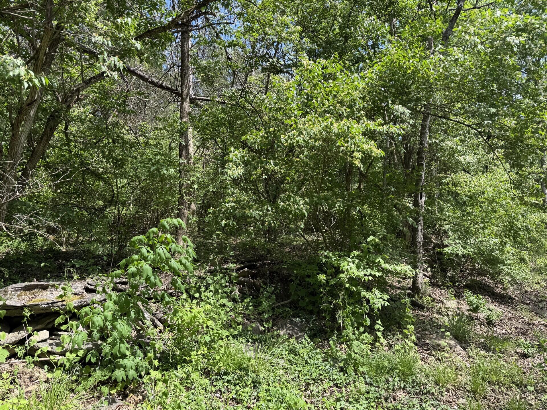 Lot #1 June Bug Lane Property Photo 1
