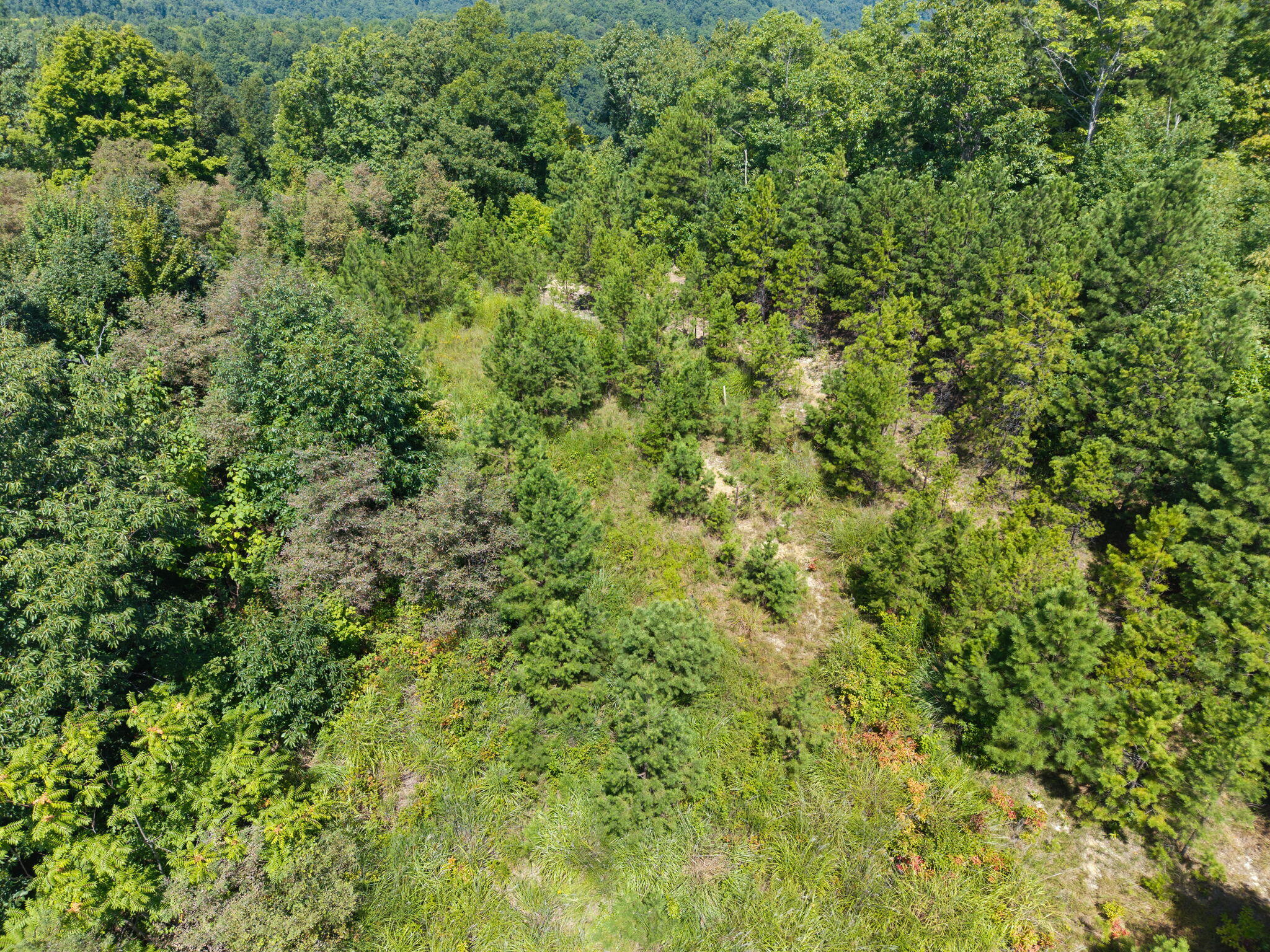 0000 Bill Dee Br Road Property Photo 11