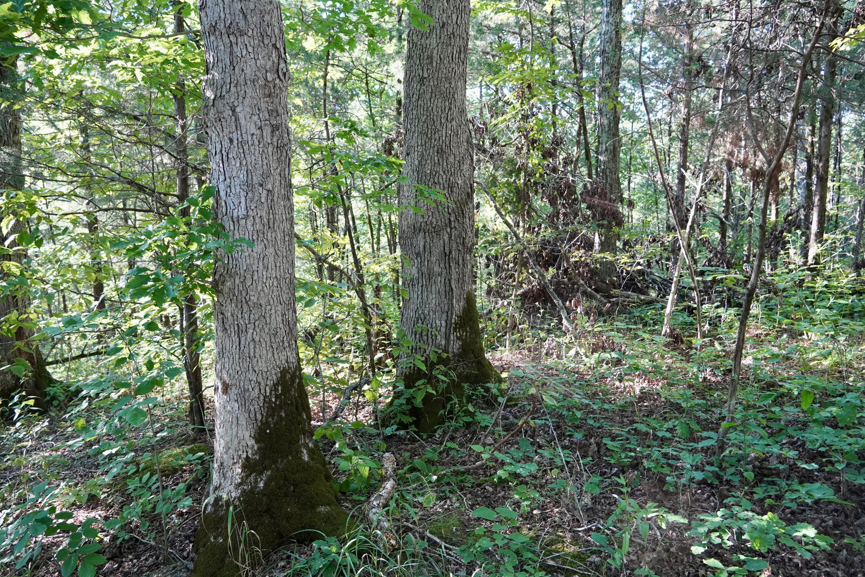 6265 Georgetown Road Property Photo 40